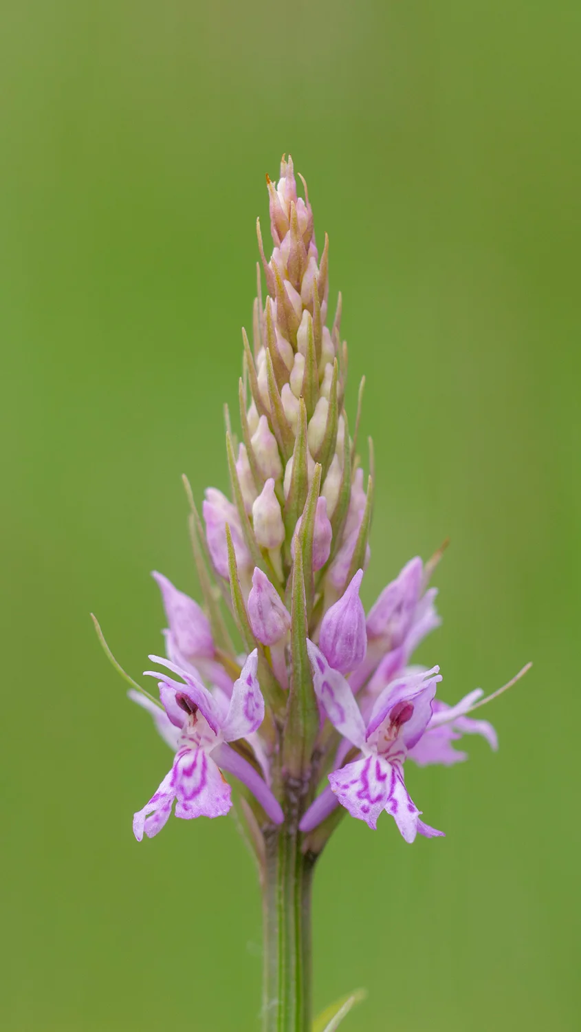 orchid.jpg