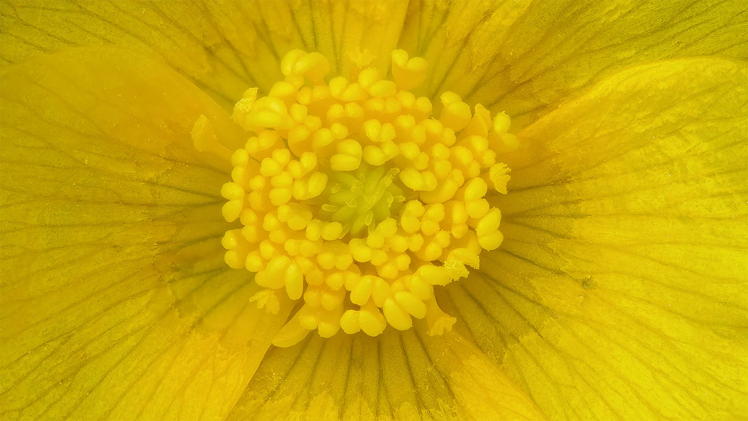 buttercup_close.jpg