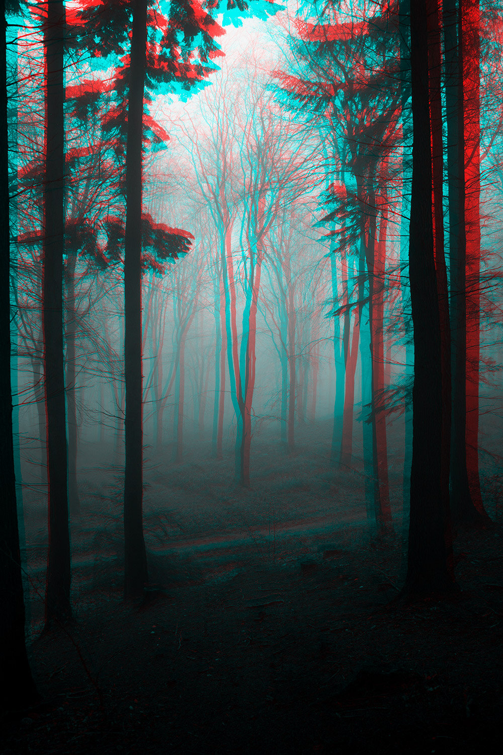 misty_woodland.jpg