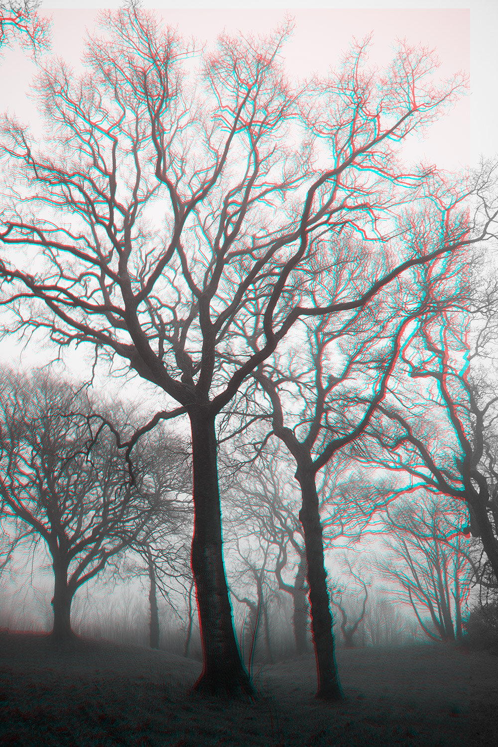 tall_trees_mist.jpg