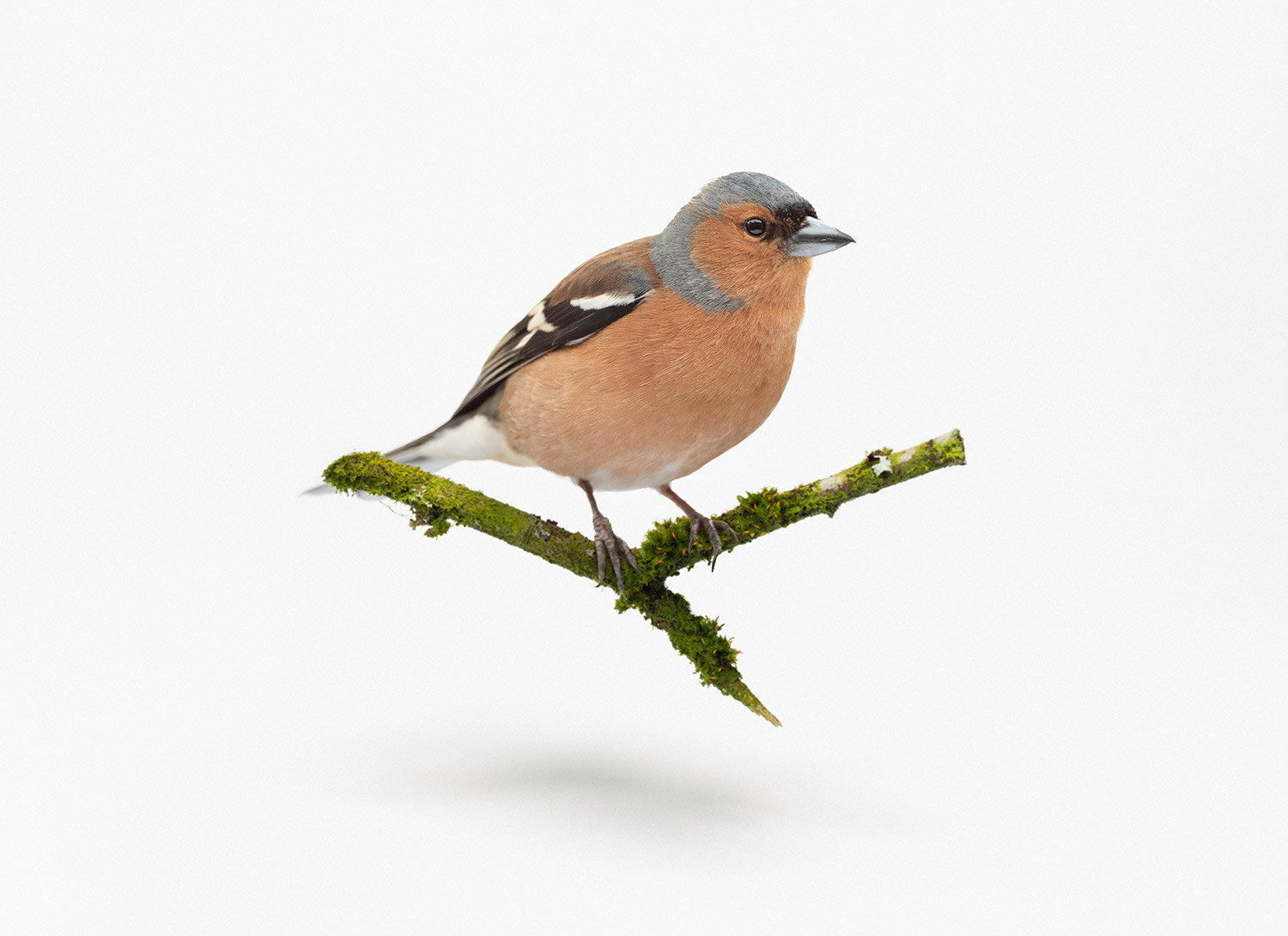 Male chaffinch