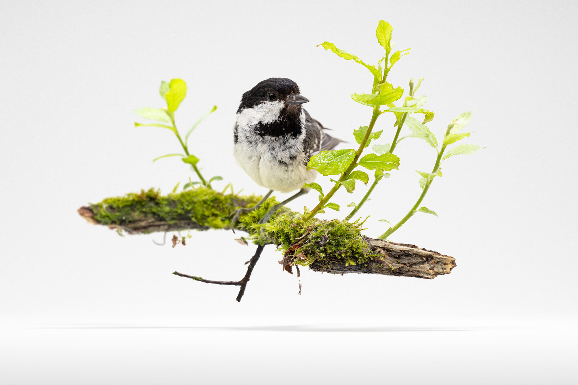 coal_tit_levitating.jpg