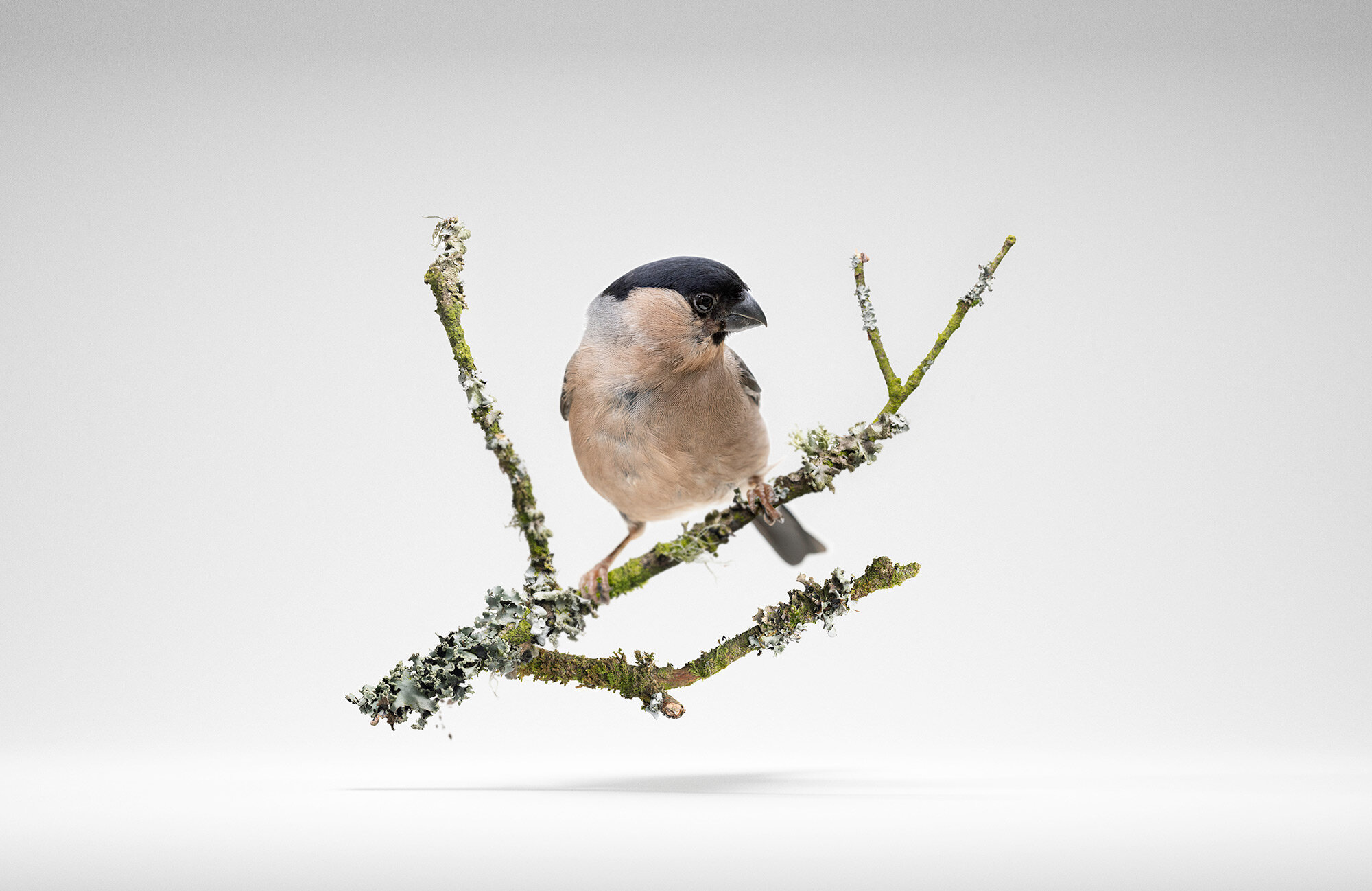 bull_finch_levitation.jpg