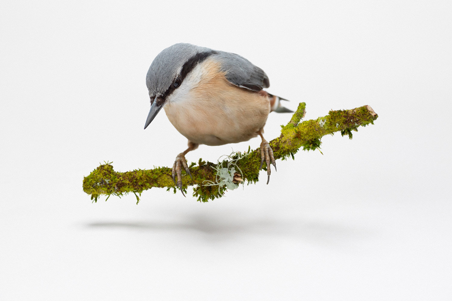 nuthatch_floating.jpg