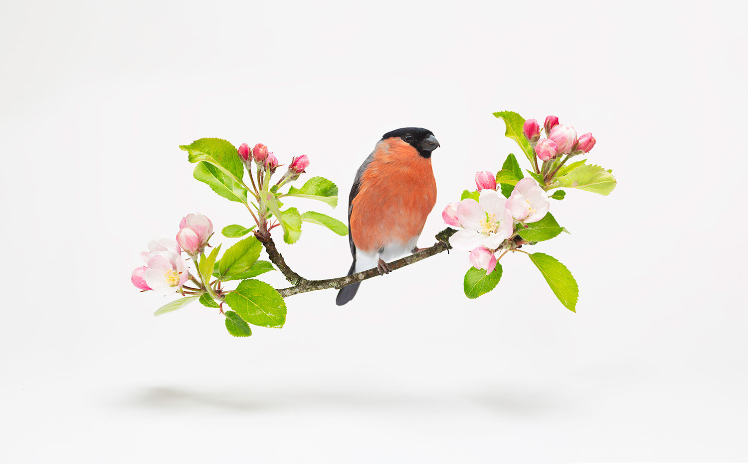 male_bullfinch_levitating.jpg