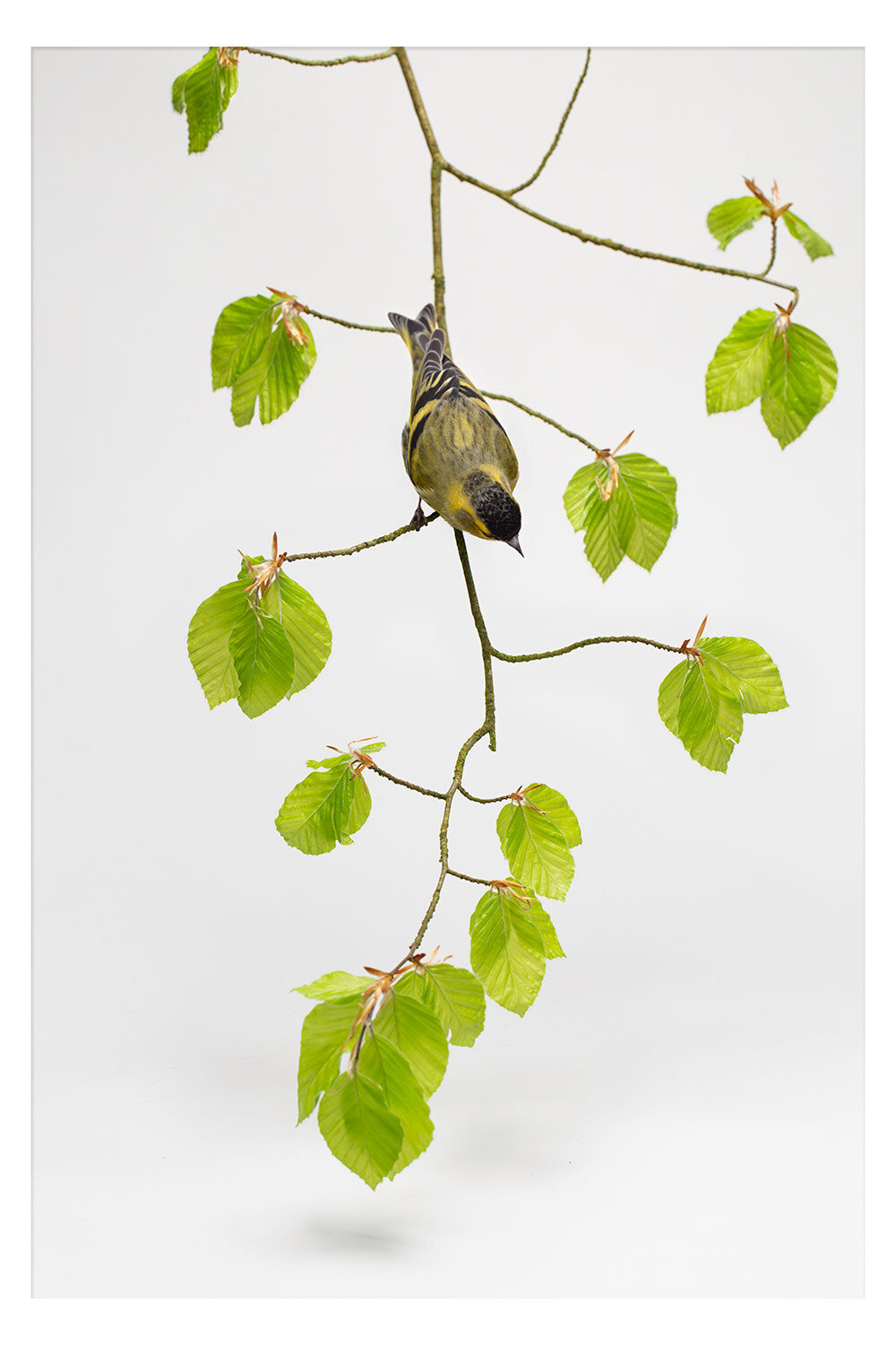 siskin_hanging.jpg