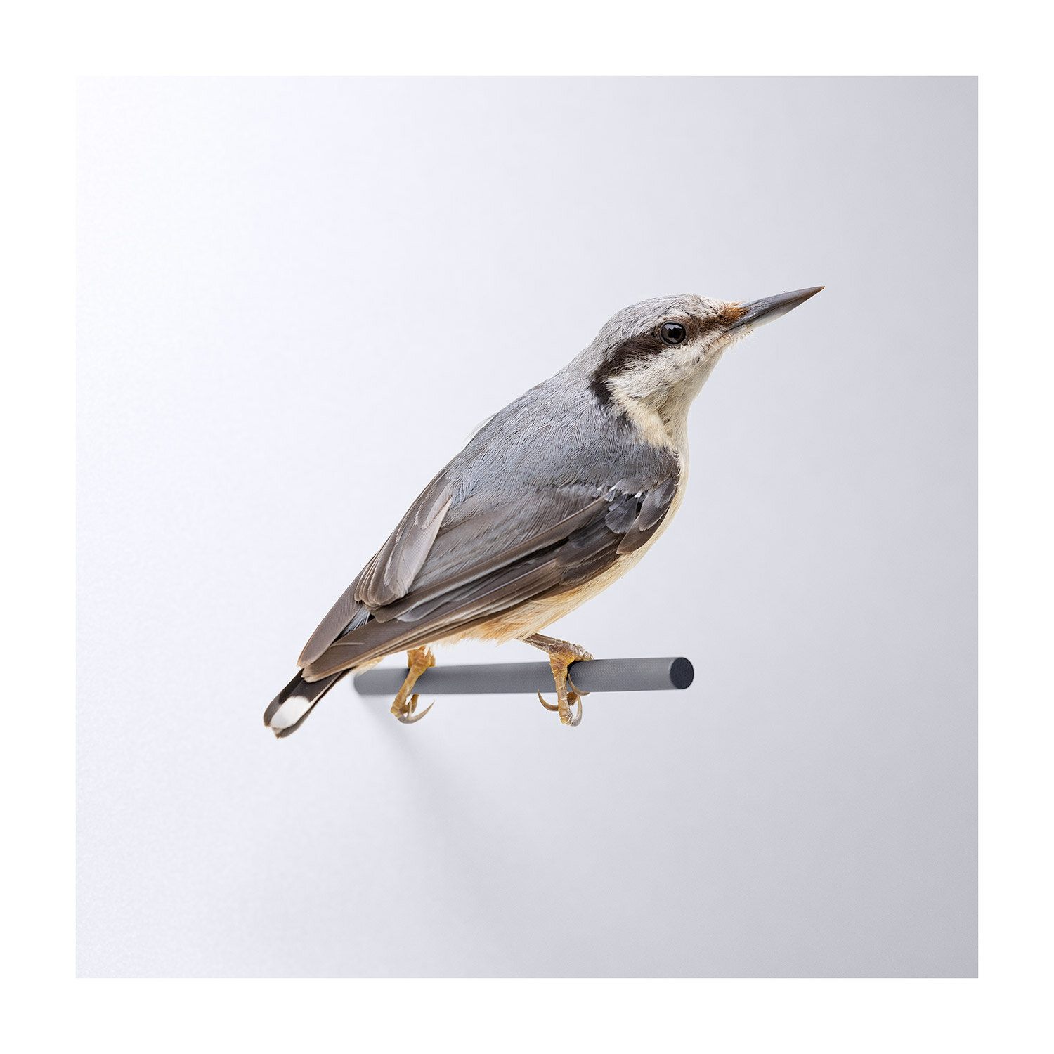 nuthatch_wall_two.jpg