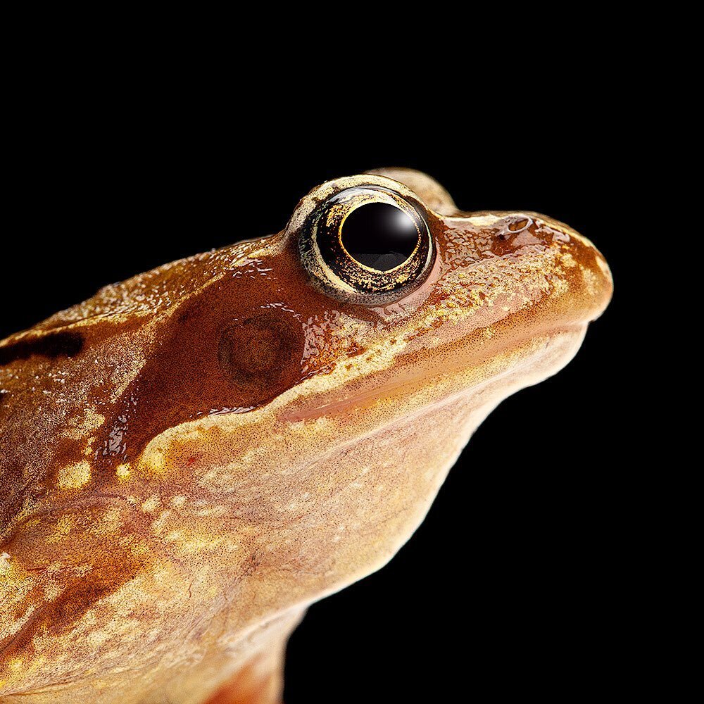 Common frog Rana temporaria

&hellip;&hellip;&hellip;.
#commonfrog #frog #amphibiansofinstagram #amphibians #britishwildlife