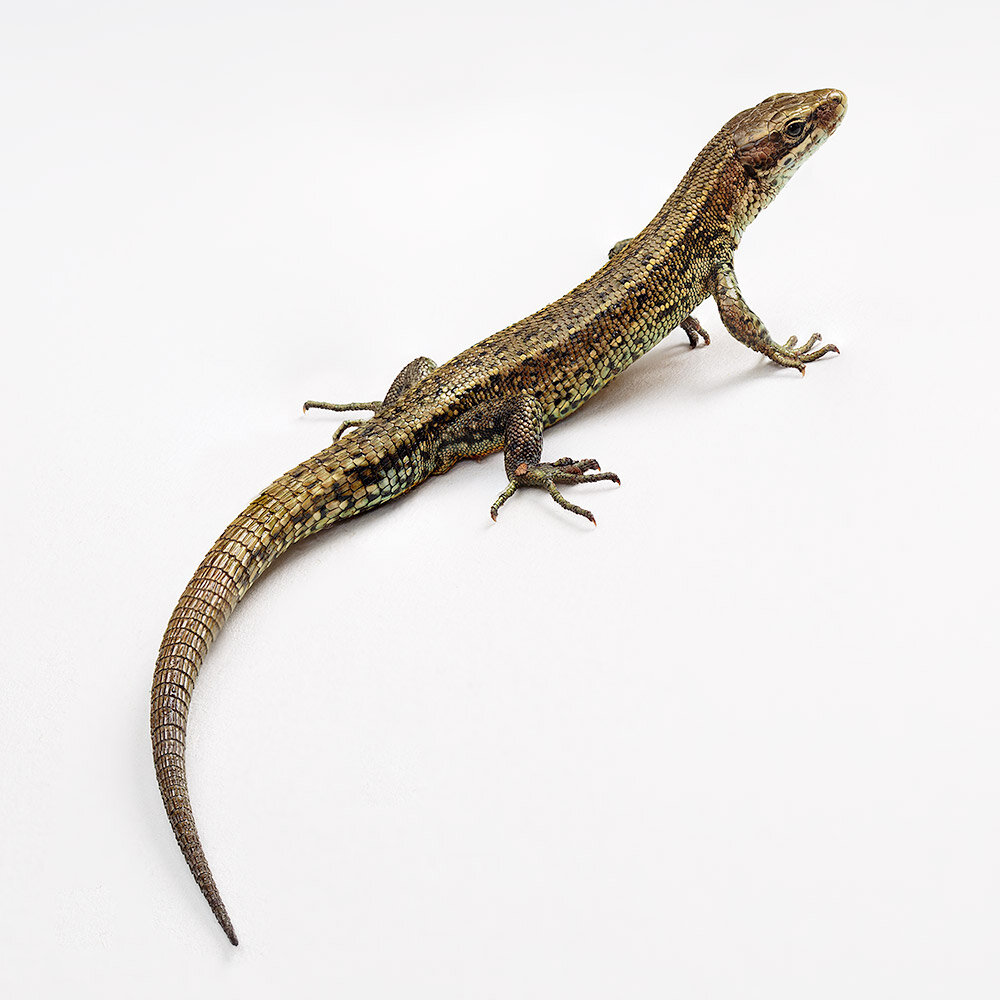 common_lizard.jpg