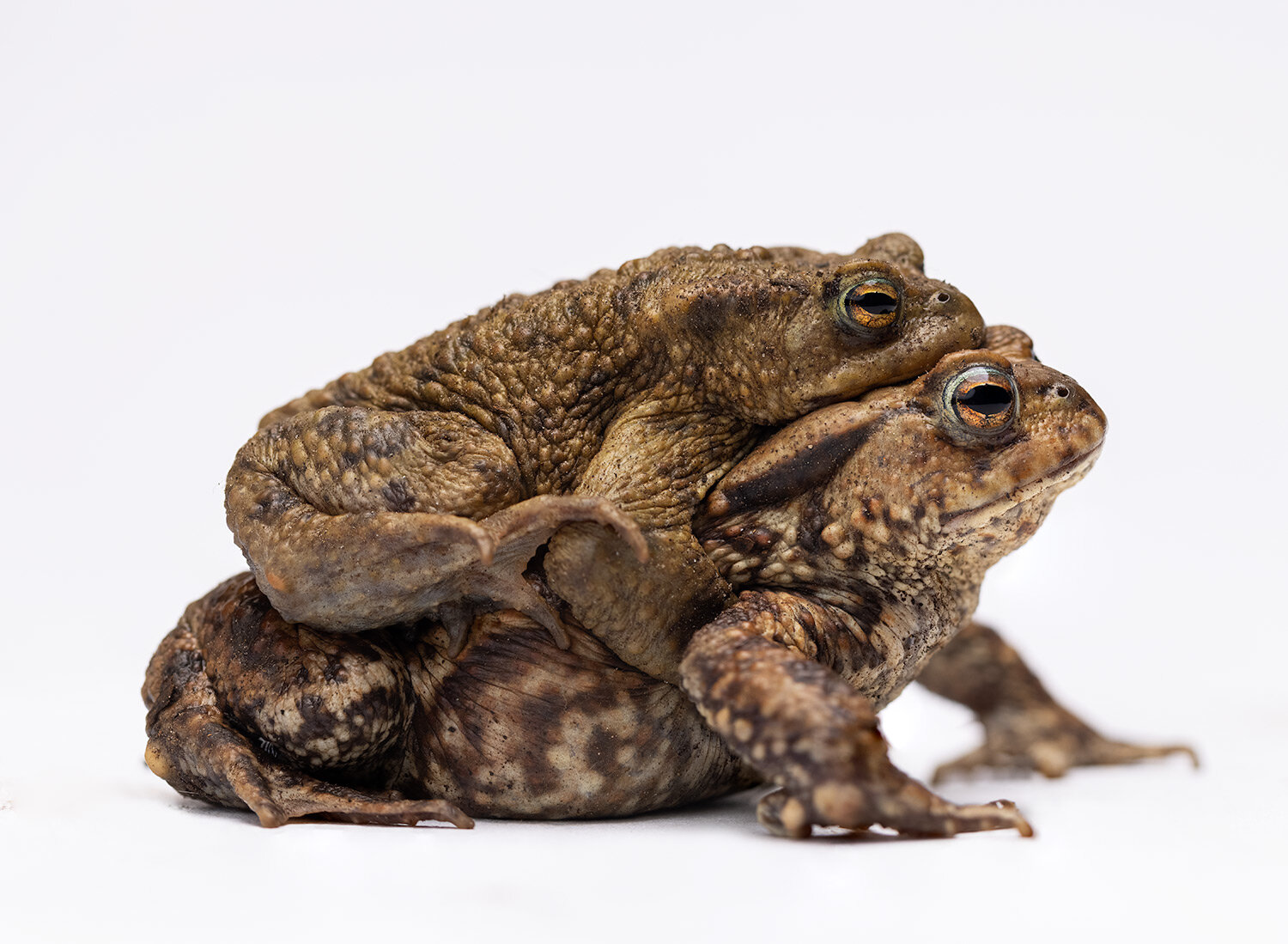 toad_mating_two.jpg