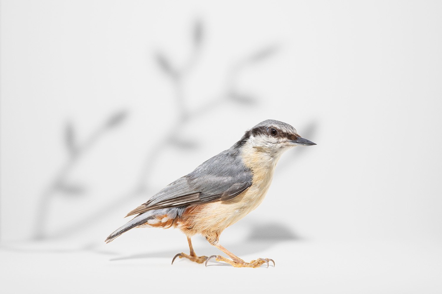 nuthatch_branch_shadow_web.jpg