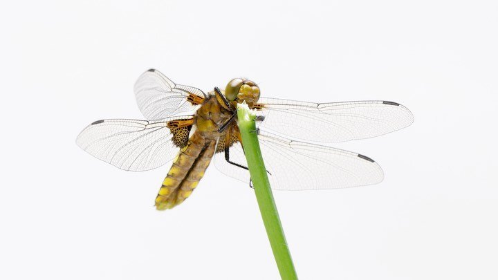 360 video of a freshly emerged broad bodied chaser dragonfly

&hellip;&hellip;&hellip;

#britishwildlife #nature #insects #dragonfly #pondlife