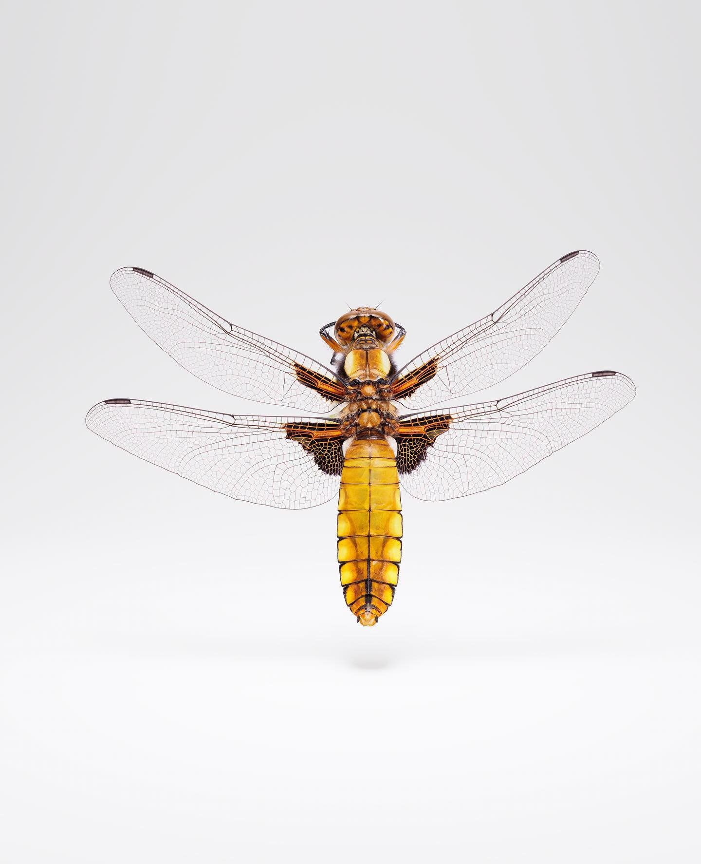 Broad-bodied chaser Dragonfly Libellula depressa newly emerged. 

You can see the 360 spinning video of this species on my YouTube channel. Link: https://youtu.be/yl1LxdOfnBQ

.
.
.
.
.
.
.
.
.
.
#macro #macrophotography #wildlifephotography #wildlif