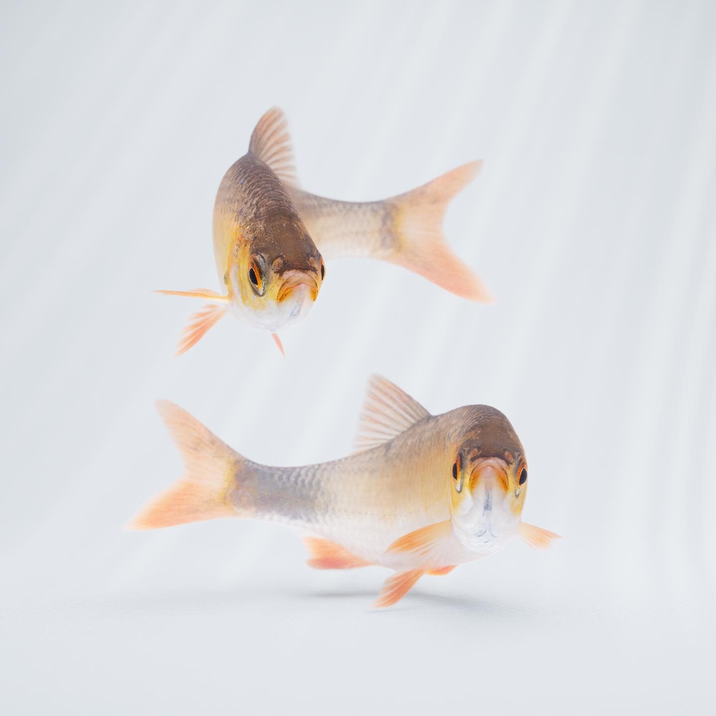 Common Rudd Scardinius erythrophthalmus. 

.
.
.
.
.
.
.
.
.
.
#wildlife #wildlifephotography #fish #britishfish #freshwaterfish #britishwildlife #b3d #blender #canon #canonr5 #sciart