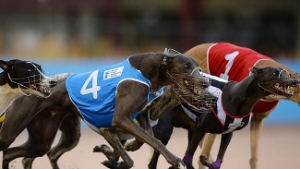 Alcohol giant Lion Nathan pulls the plug on greyhound racing after live baiting revelation