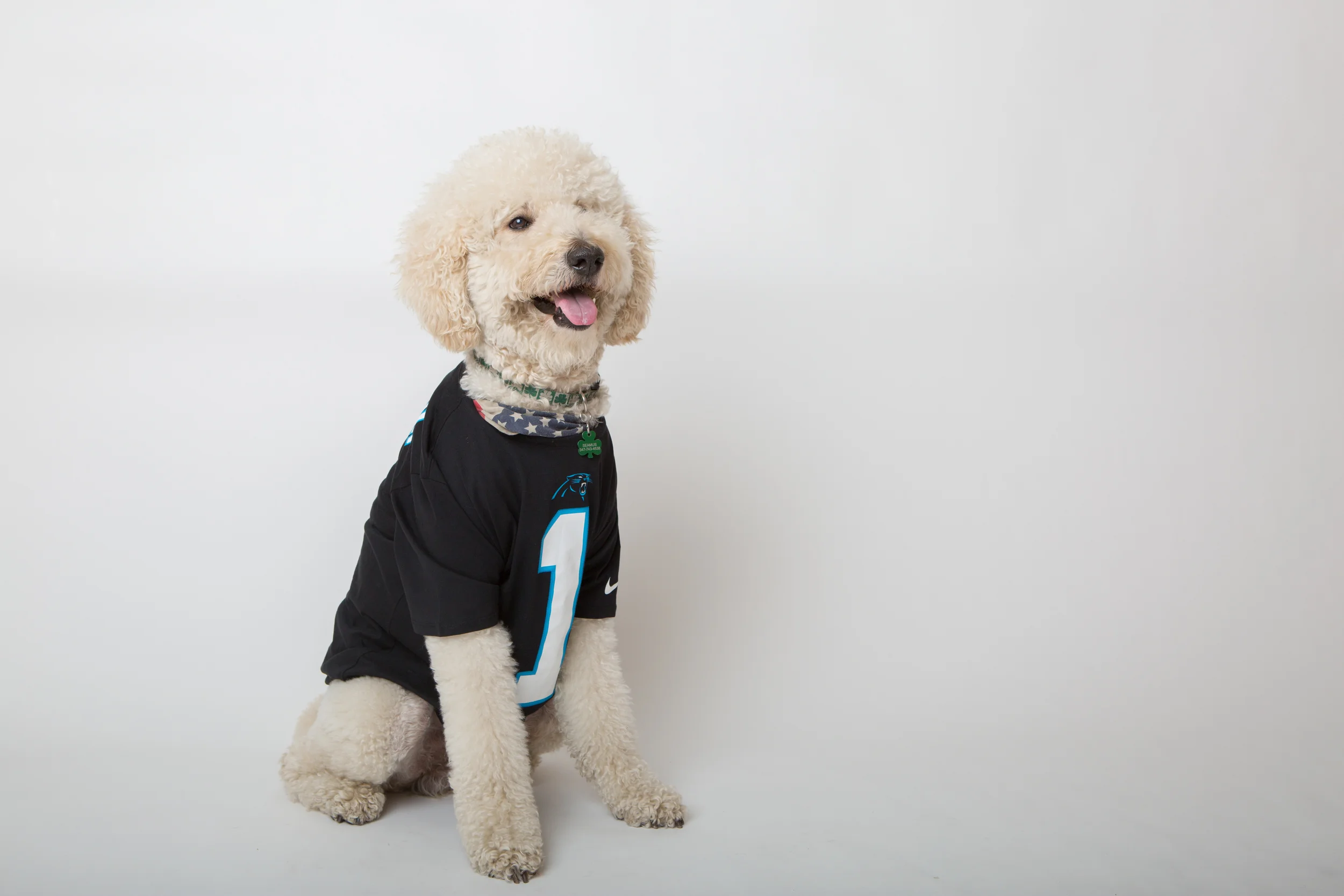 Puppybowl-21.jpg