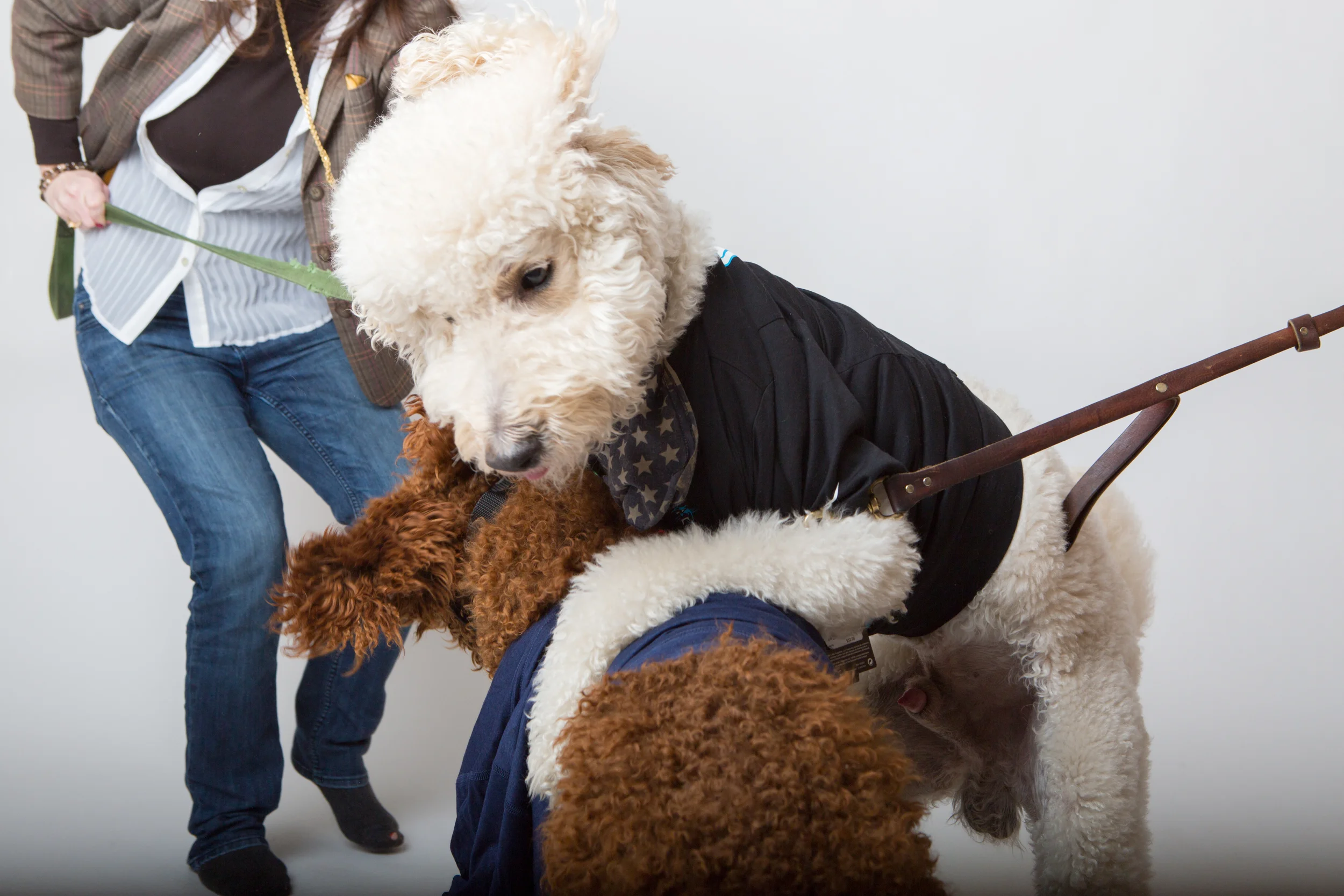 Puppybowl-55.jpg