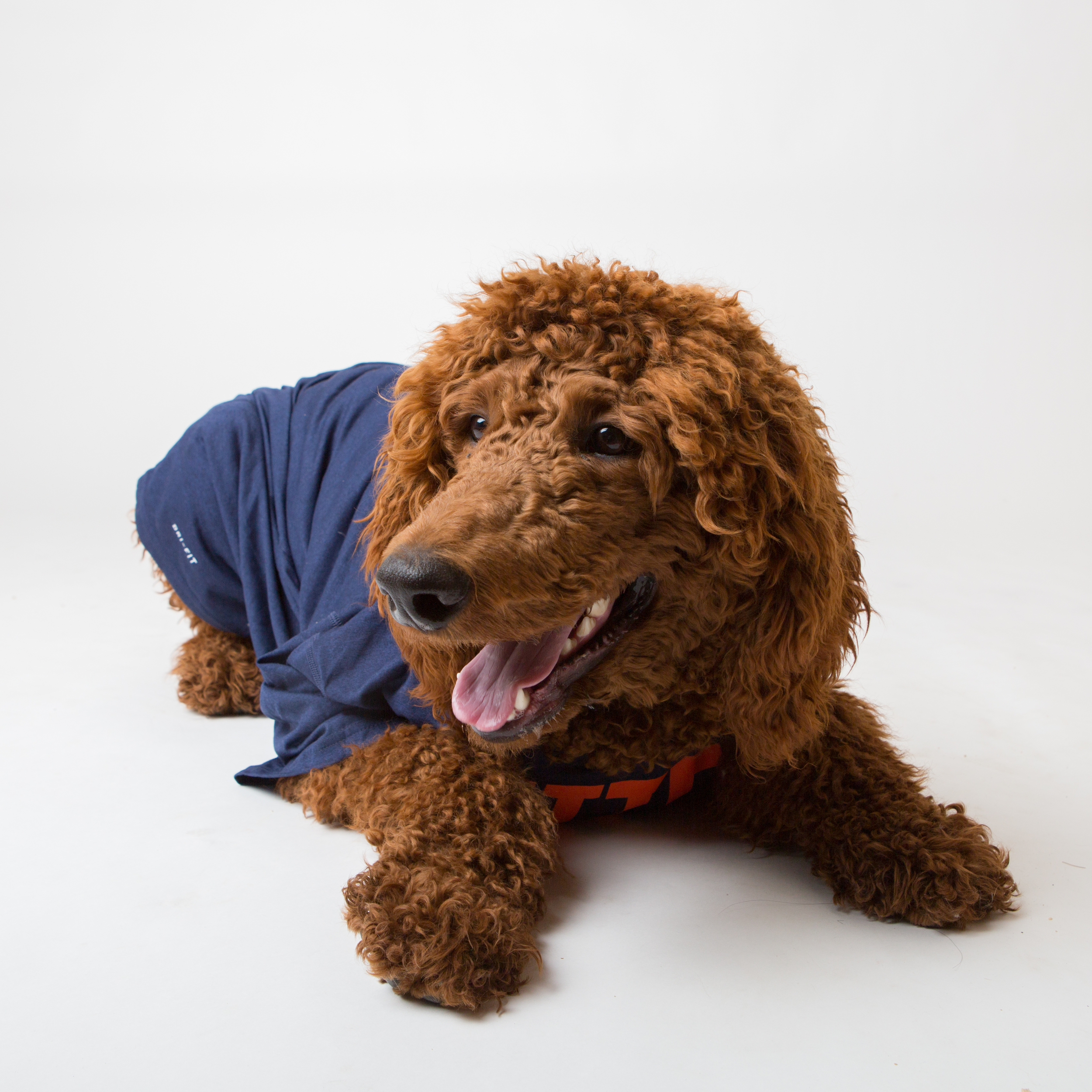 Puppy Bowl with Seamus and Romeo