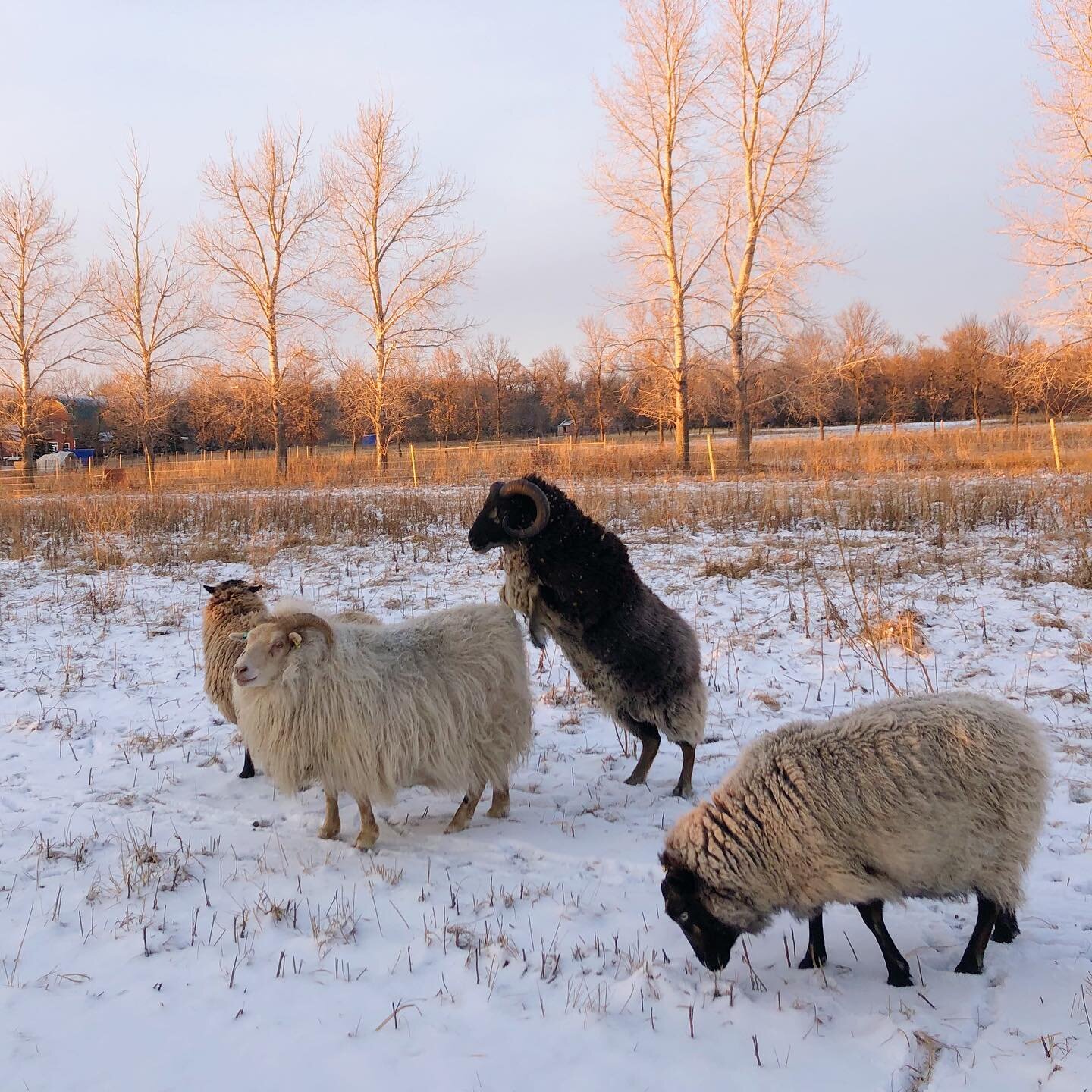 Welcome winter and breeding season! We separated the breeding ewes from the lambs and goats and put them with their boyf and Ian. They are enjoying the new pasture and, uh, the attention.