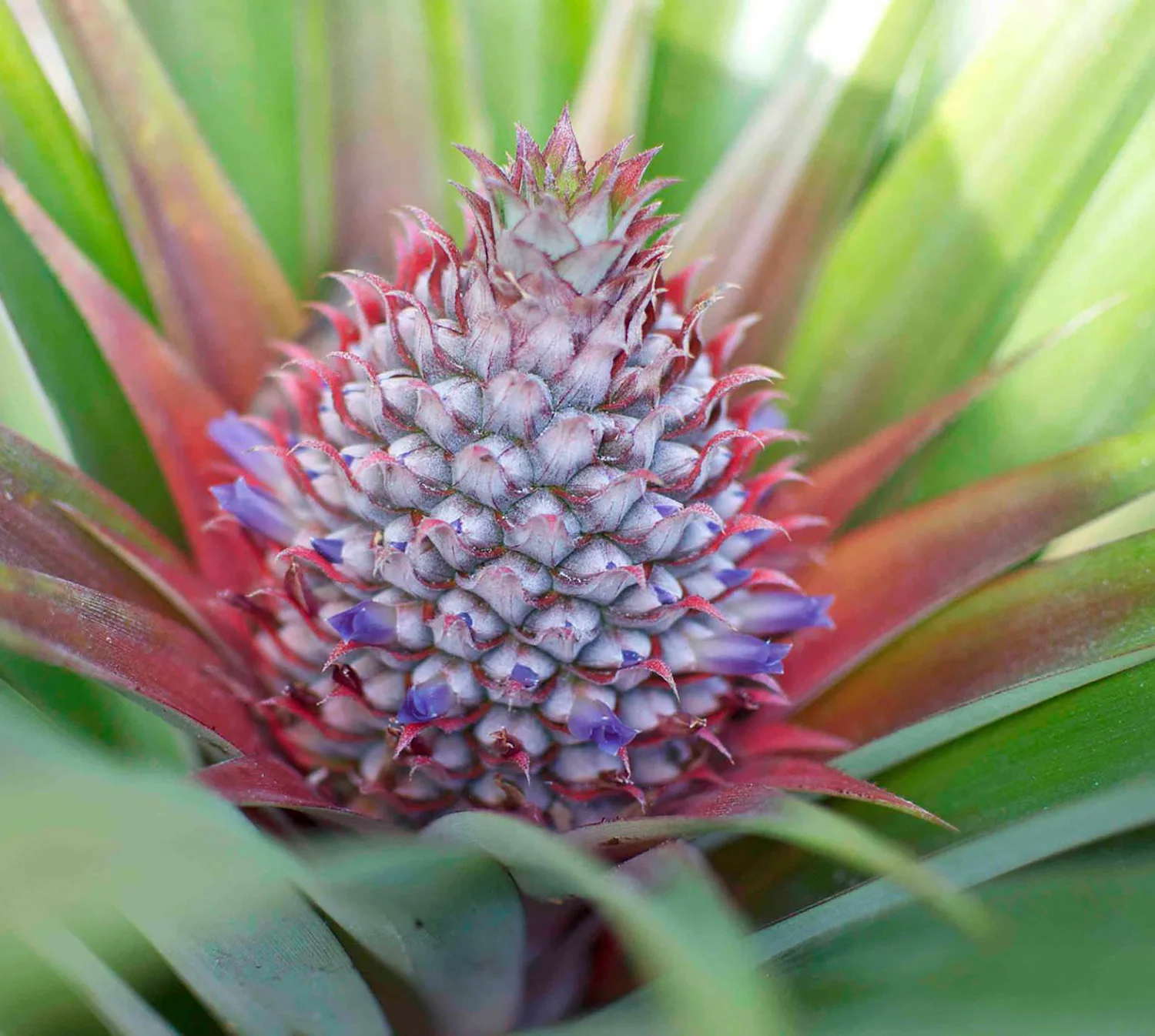 pineapple(edit) copy.jpg