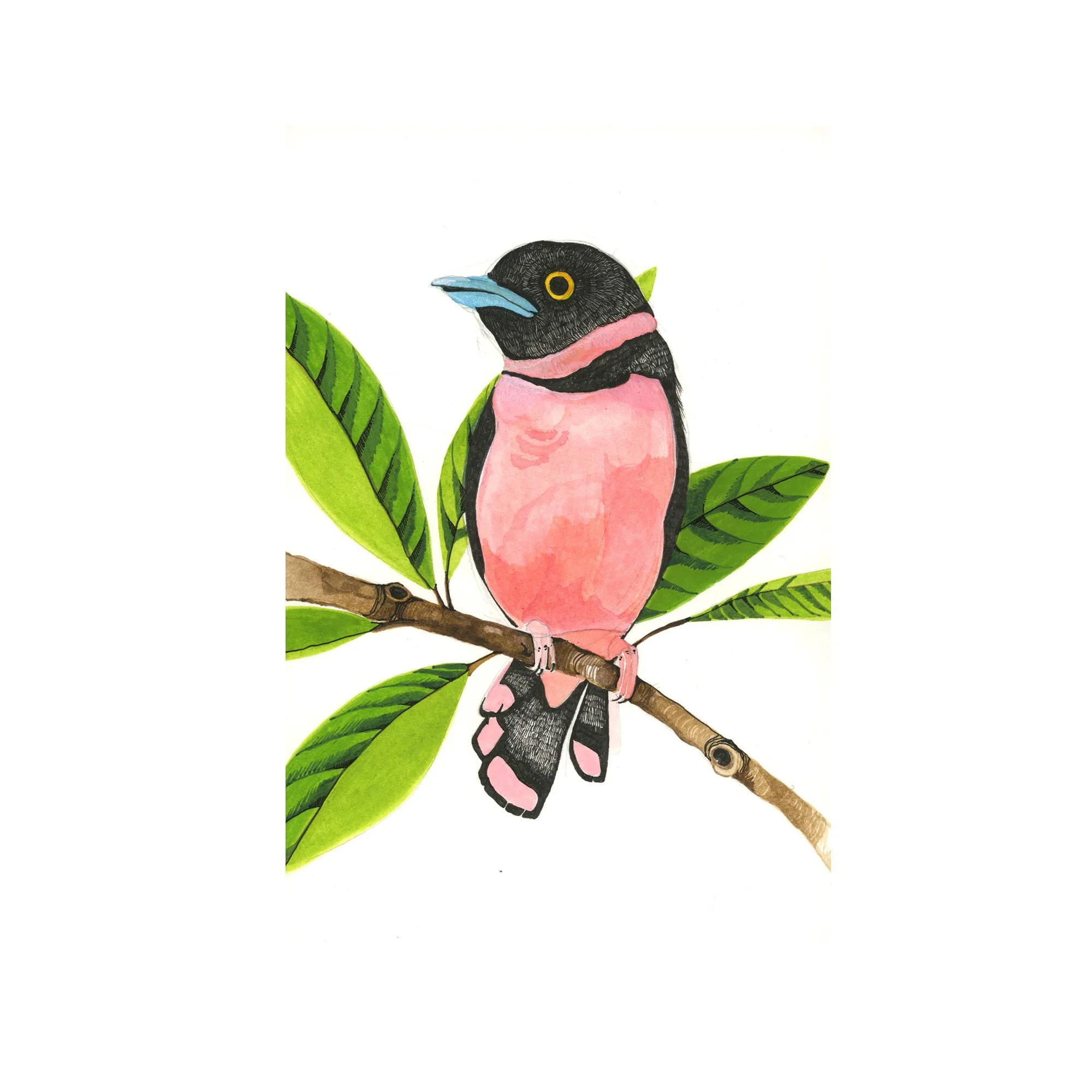 broadbill(web)ss.jpg