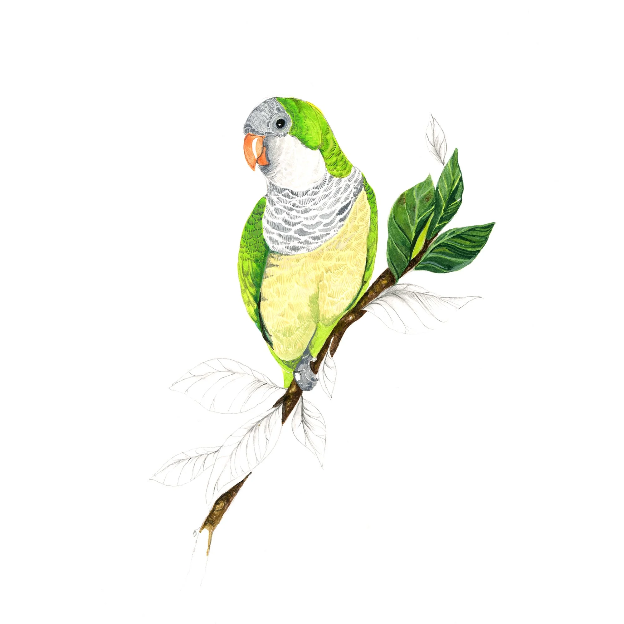 monkparrot(web)ss.jpg