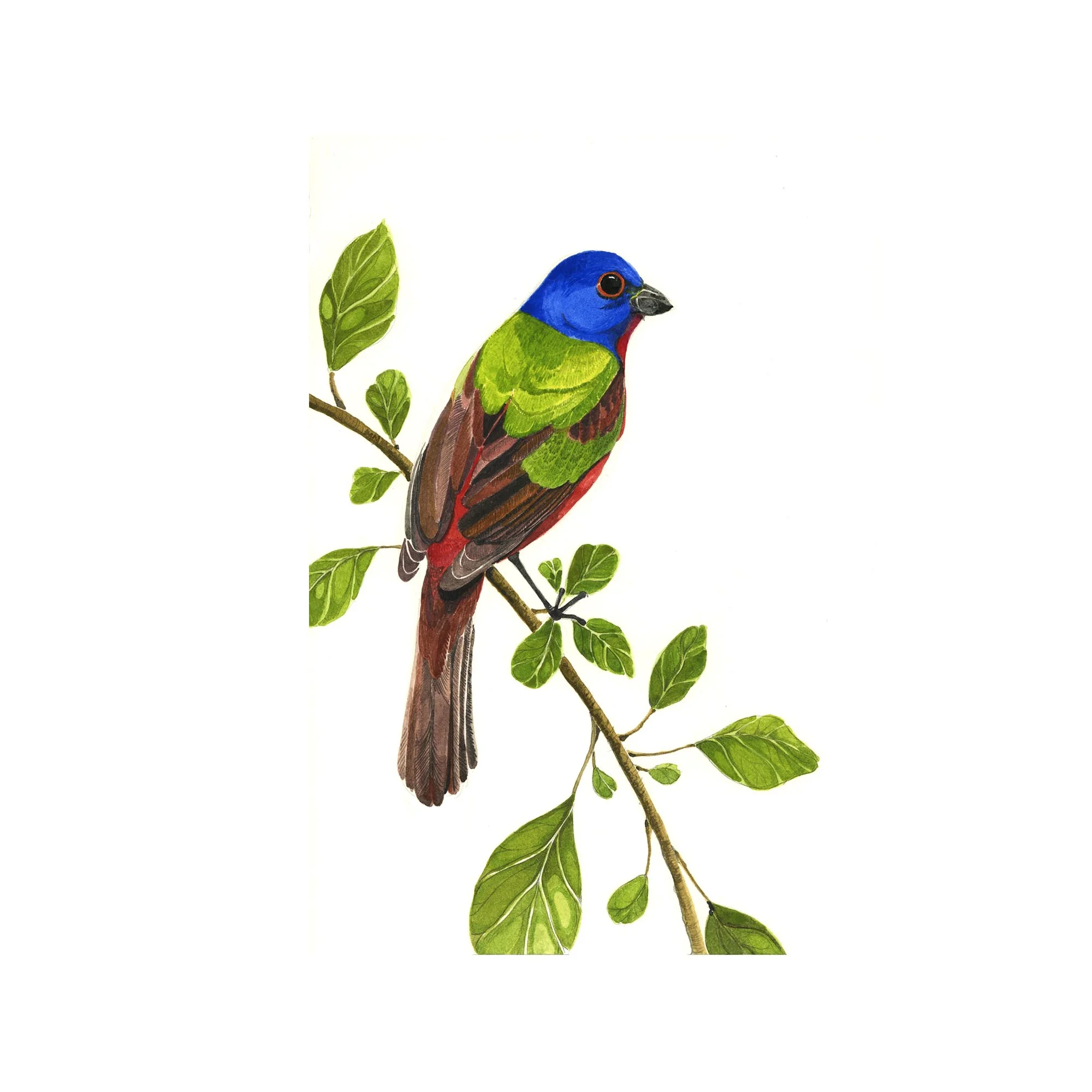 paintedbunting(web)ss.jpg