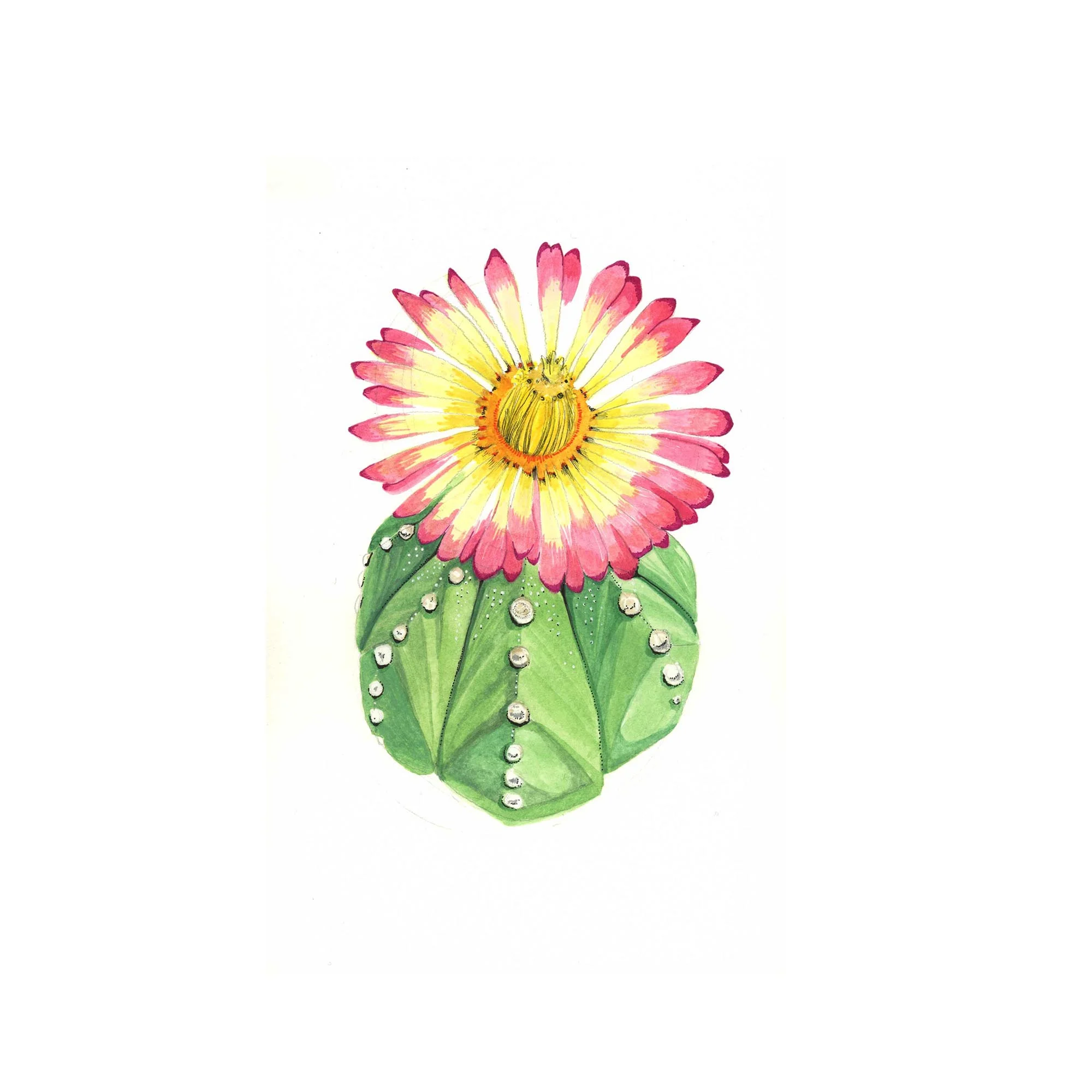 cactusflower(web)ss.jpg