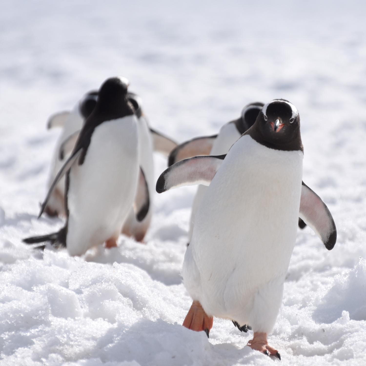 Gentoo penguins, Antarctica 2019