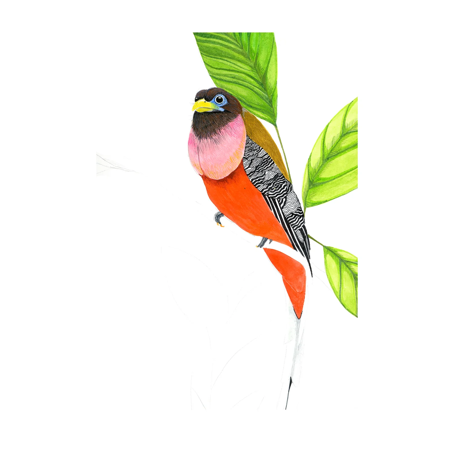 kristin wornson, kristin wornson illustration, kristin wornson art, tropical bird art, tropical bird illustration