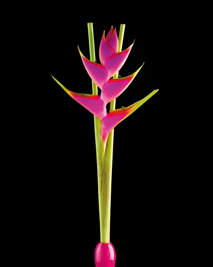 Flower_1.jpg