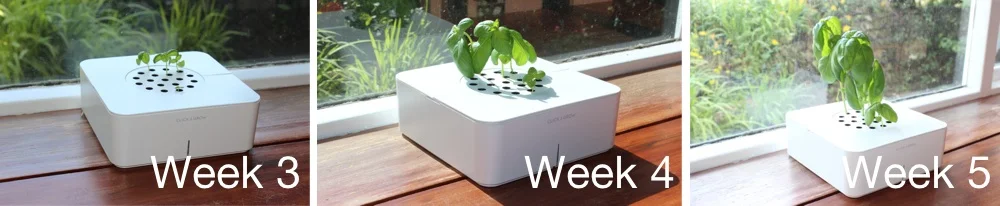 Click & Grow Smart Flowerpot Week 3, 4 & 5.jpg