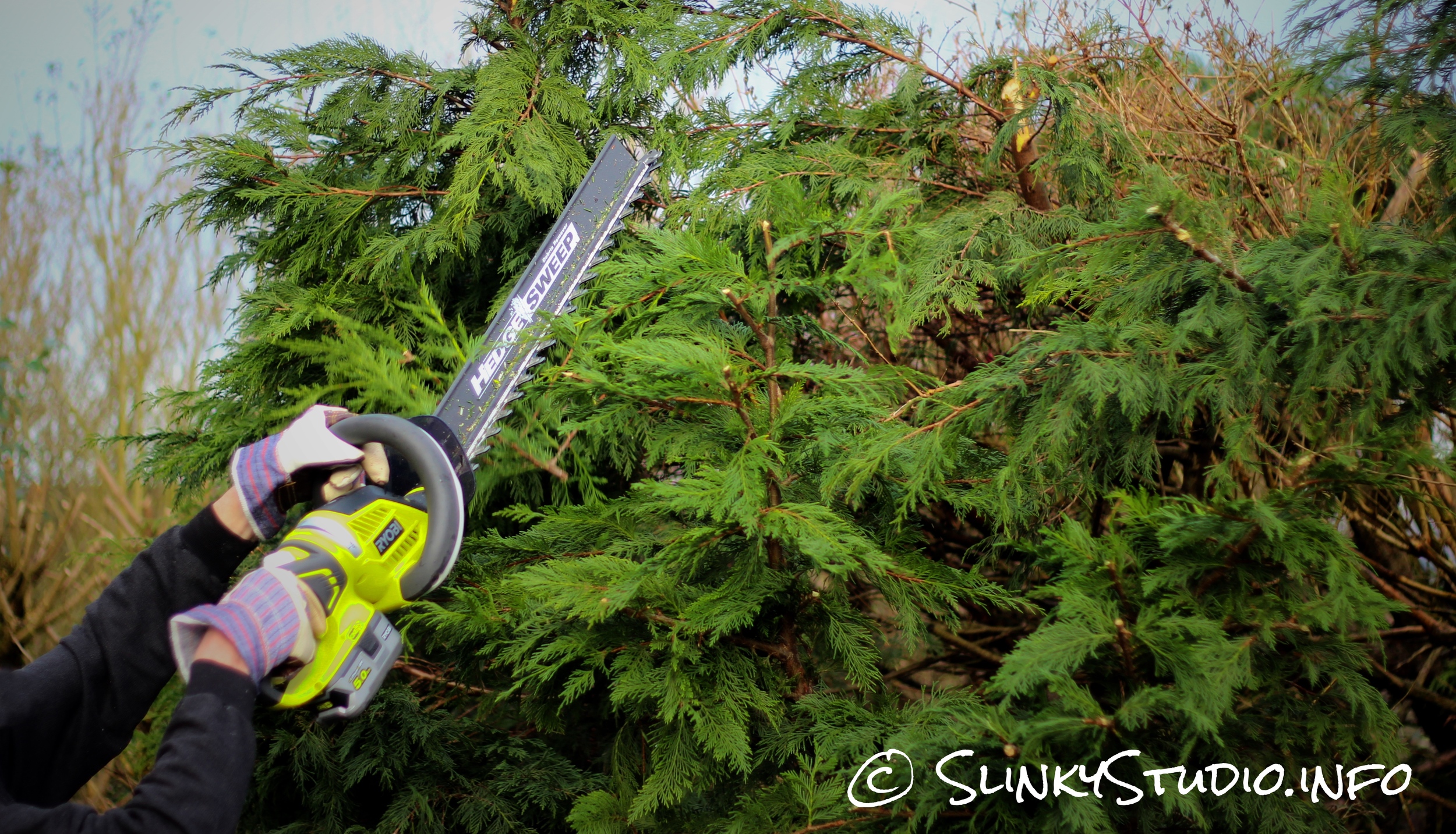 Ryobi One+ Hedge Trimmer Cutting at height.jpg