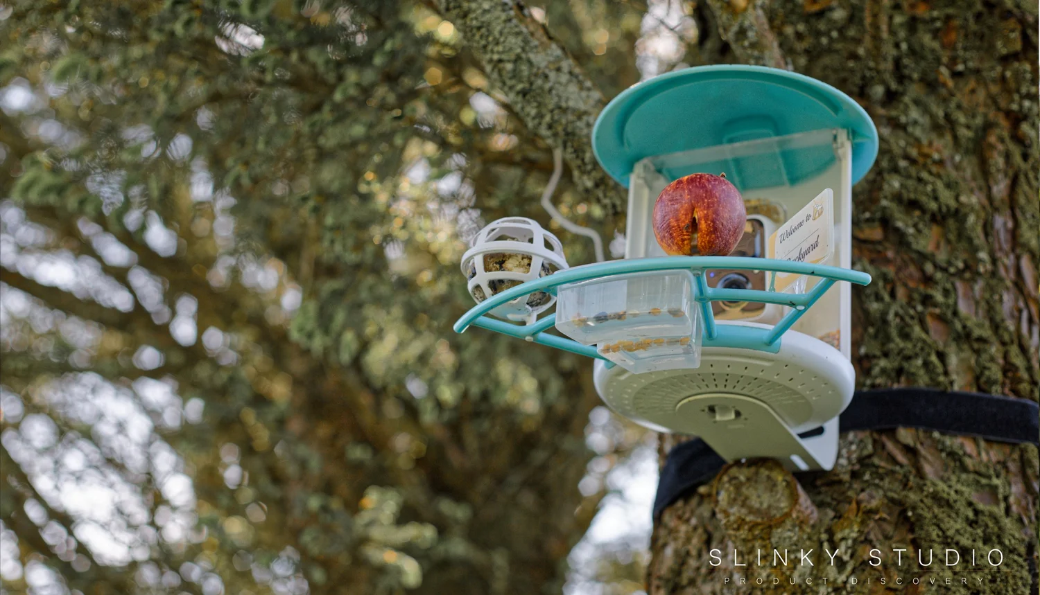 Netvue Birdfy Smart AI Bird Feeder Review Tweetest Feeder in Town