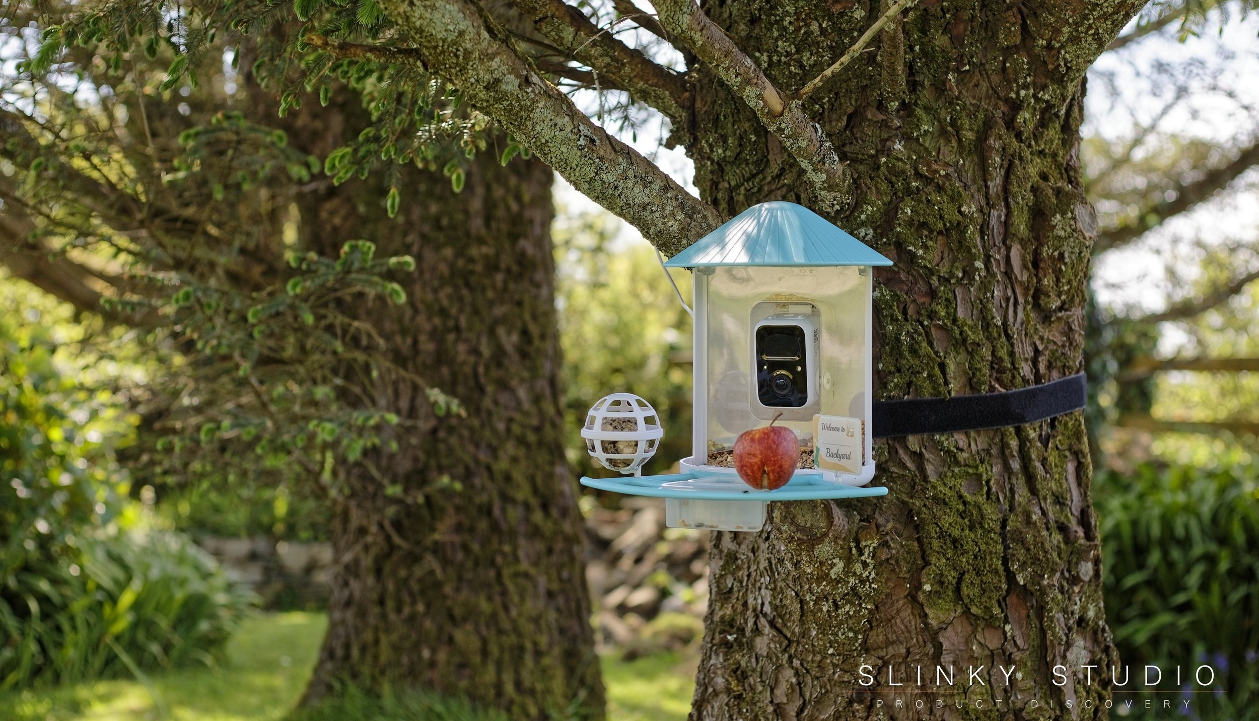 Netvue Birdfy Smart AI Bird Feeder on tree.jpg