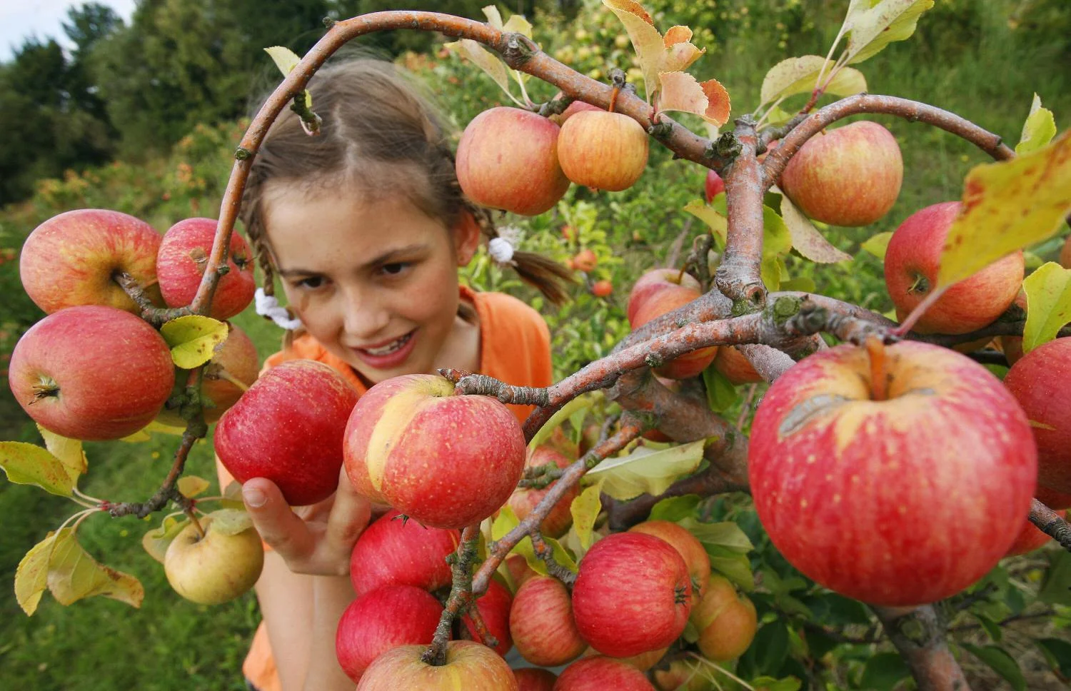girl-apple-picking.jpg
