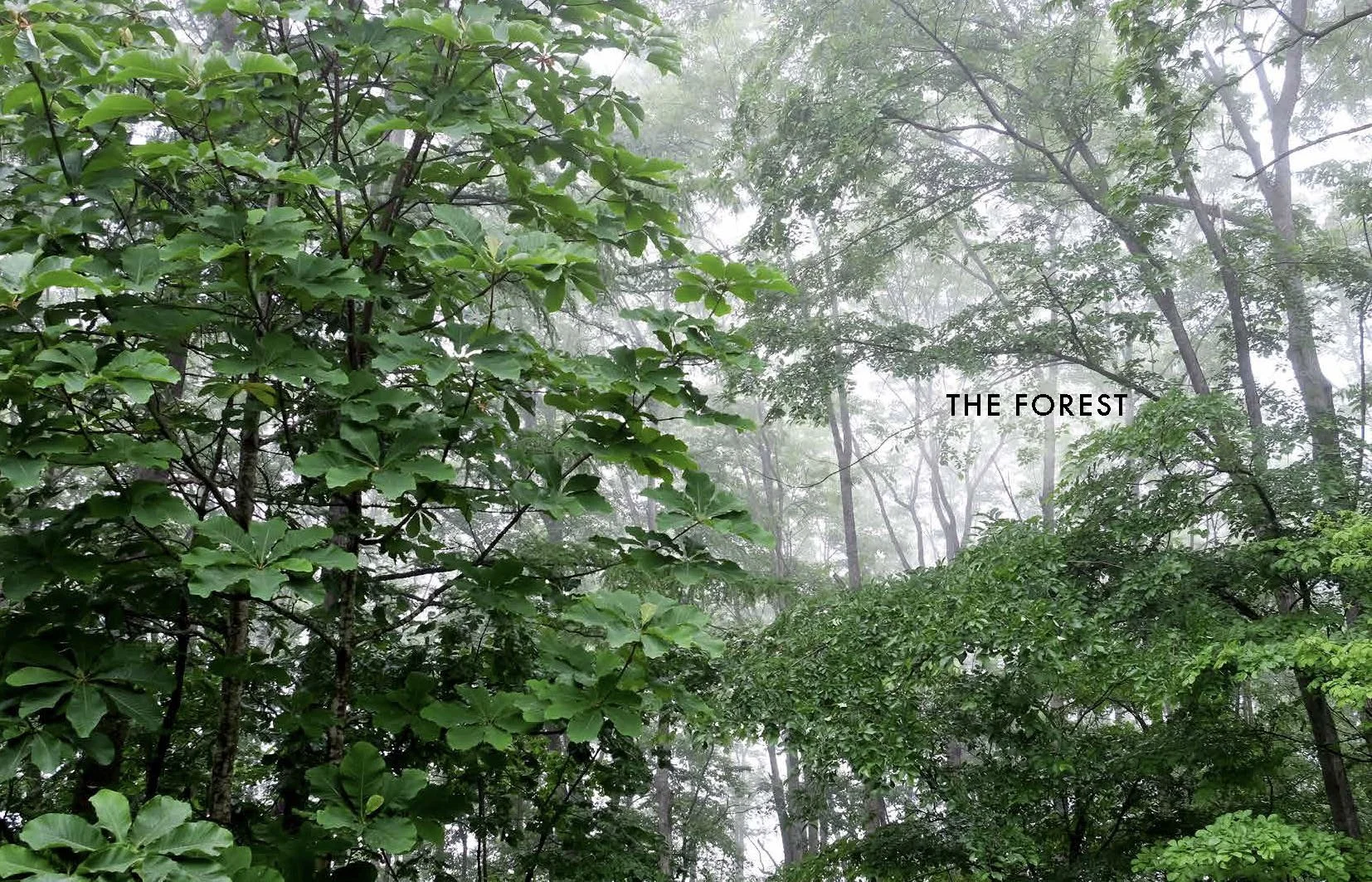 MILLENNIUM FOREST BOOK FOR WEBSITE_Page_10.jpg