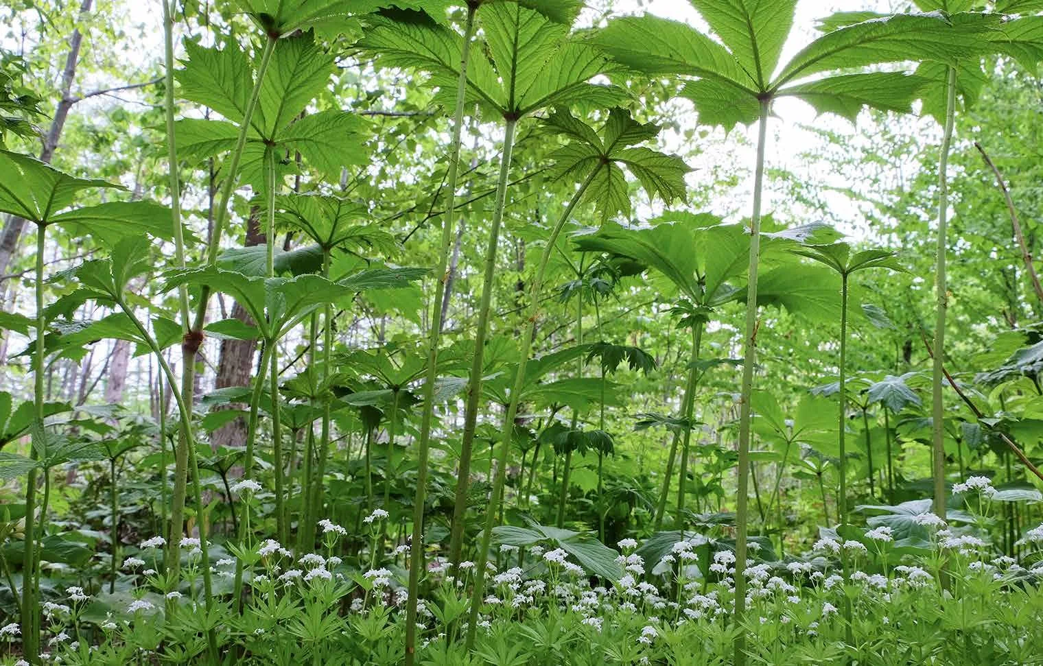 MILLENNIUM FOREST BOOK FOR WEBSITE_Page_25.jpg