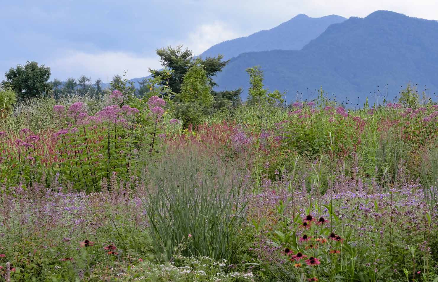 MILLENNIUM FOREST BOOK FOR WEBSITE_Page_27.jpg