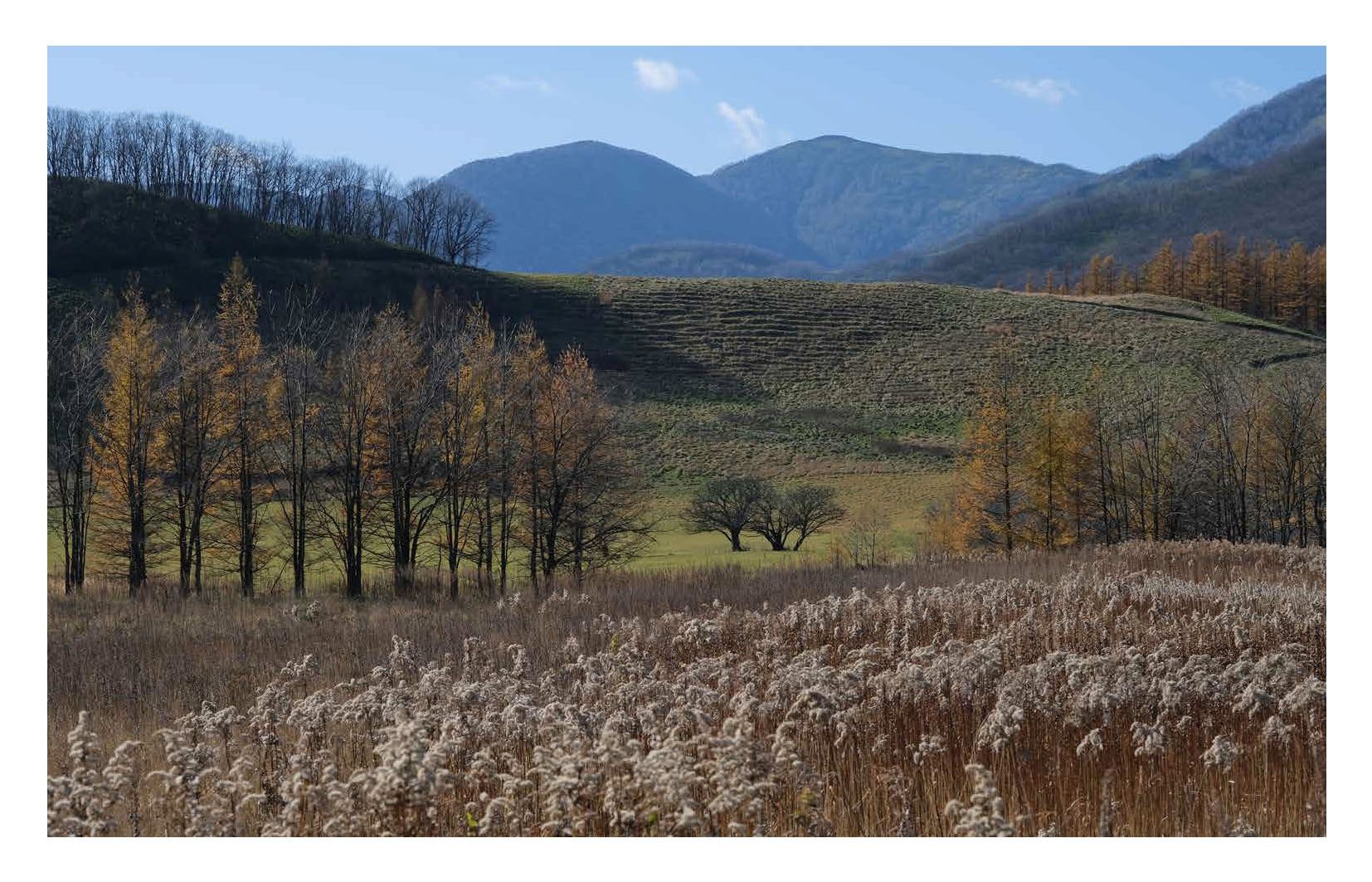 MILLENNIUM FOREST BOOK FOR WEBSITE_Page_07.jpg