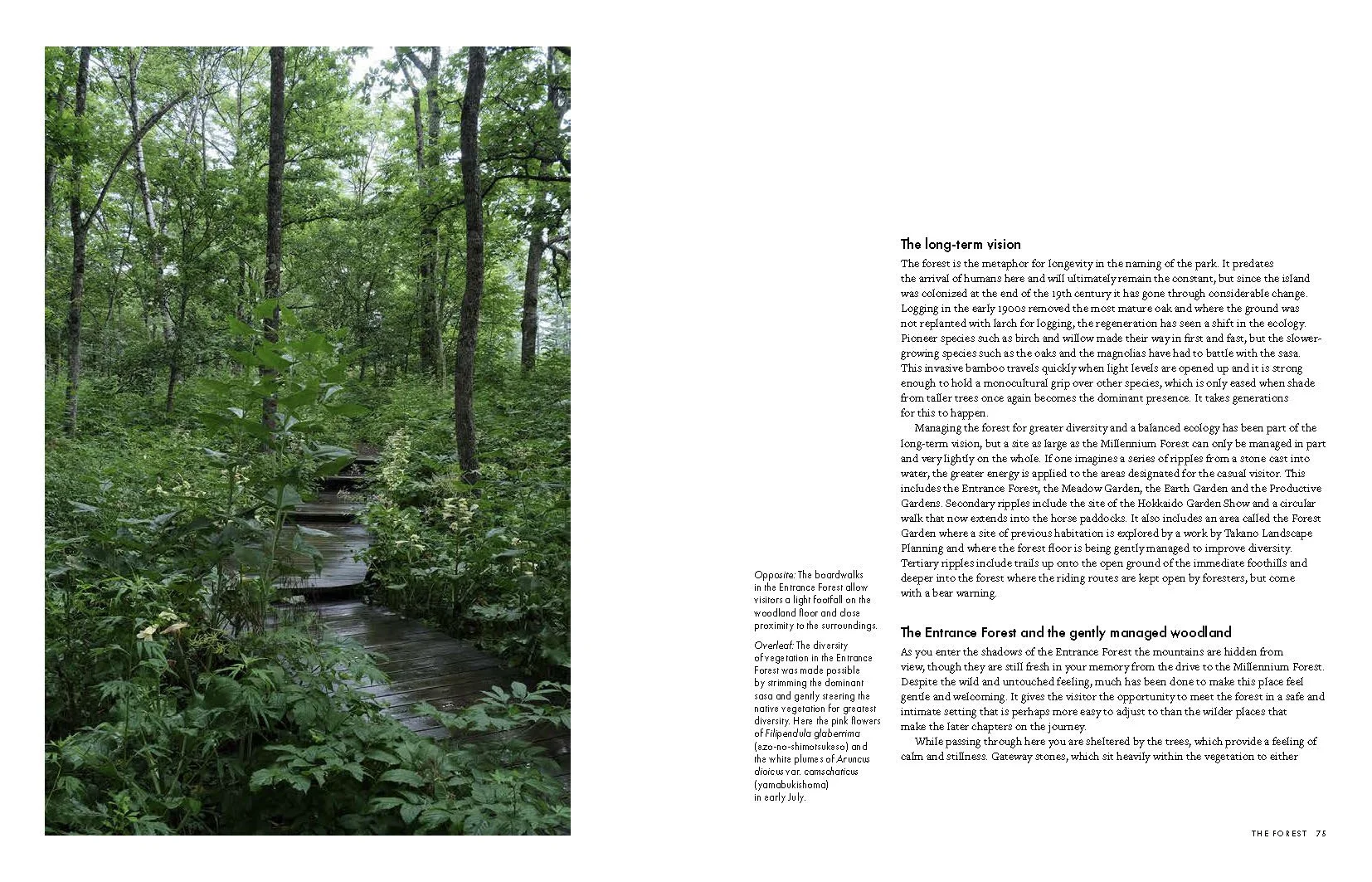MILLENNIUM FOREST BOOK FOR WEBSITE_Page_11.jpg