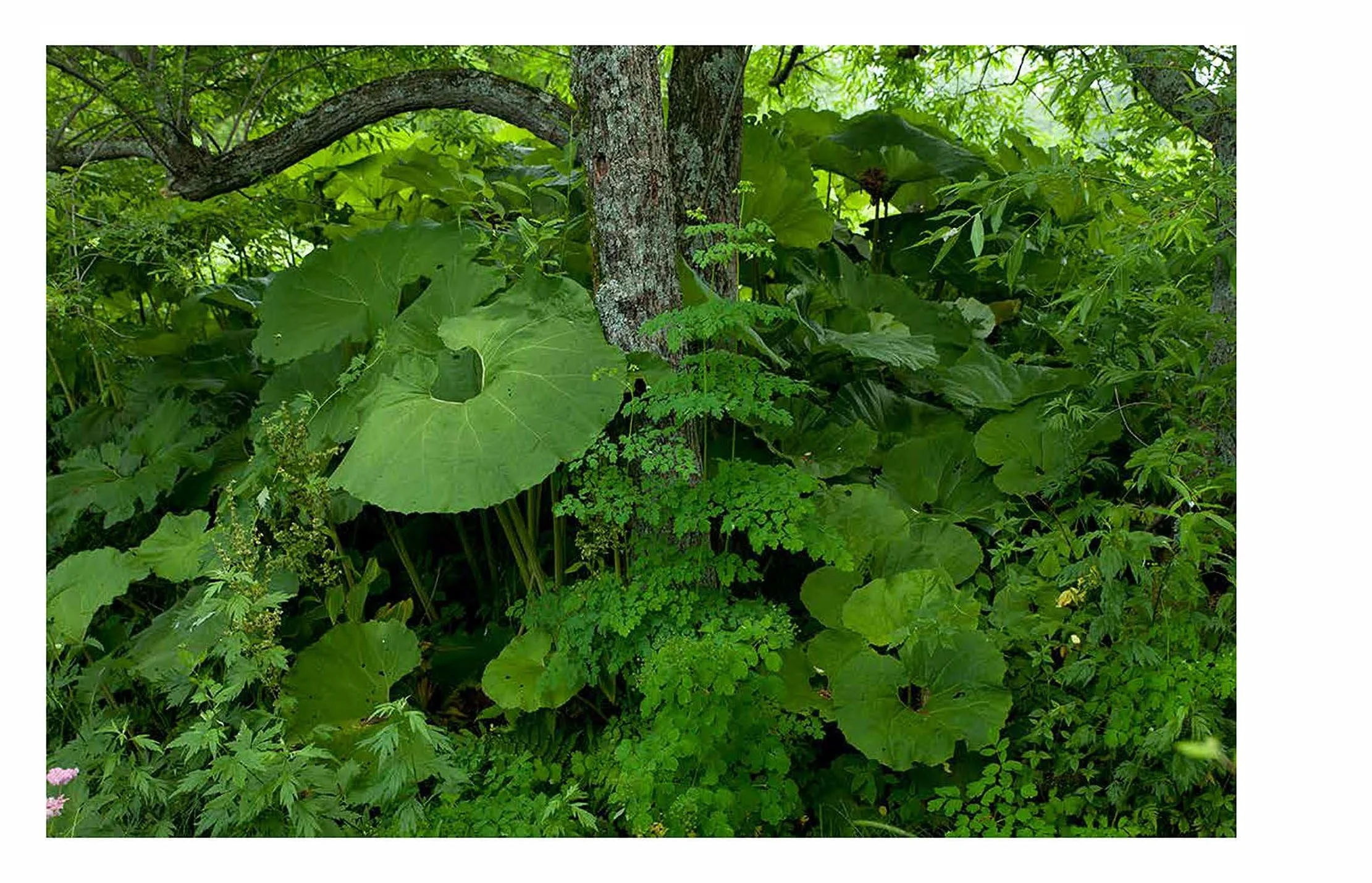 MILLENNIUM FOREST BOOK FOR WEBSITE_Page_12.jpg