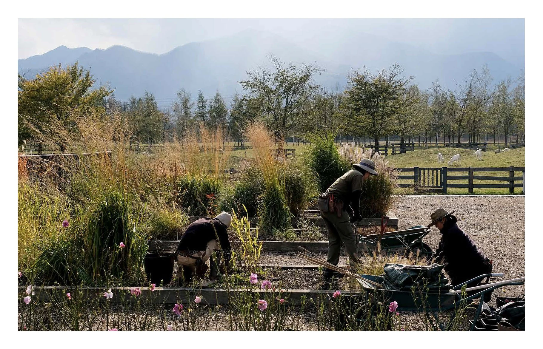 MILLENNIUM FOREST BOOK FOR WEBSITE_Page_17.jpg