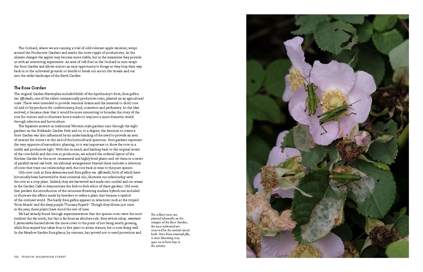 MILLENNIUM FOREST BOOK FOR WEBSITE_Page_21.jpg