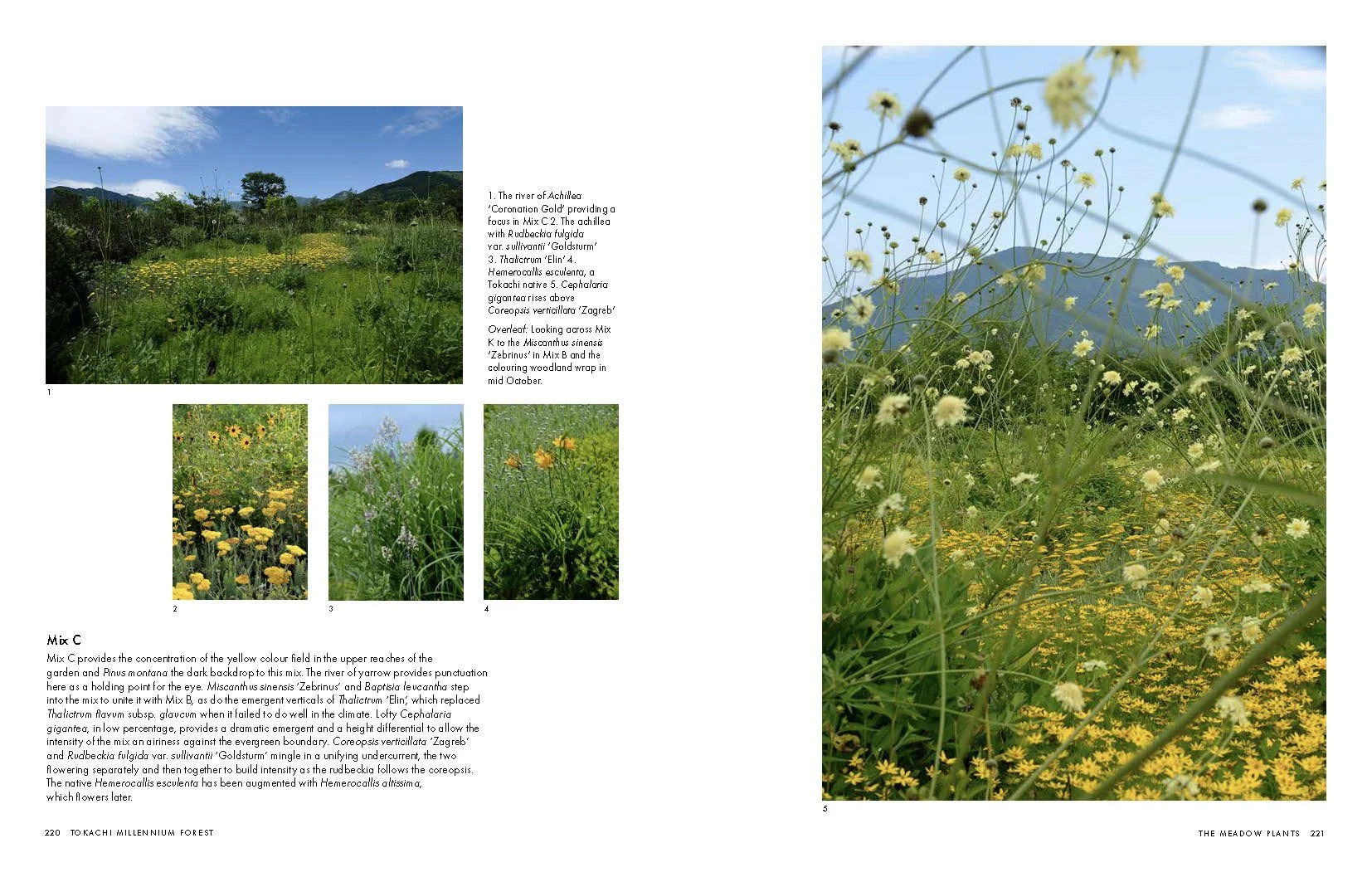 MILLENNIUM FOREST BOOK FOR WEBSITE_Page_28.jpg