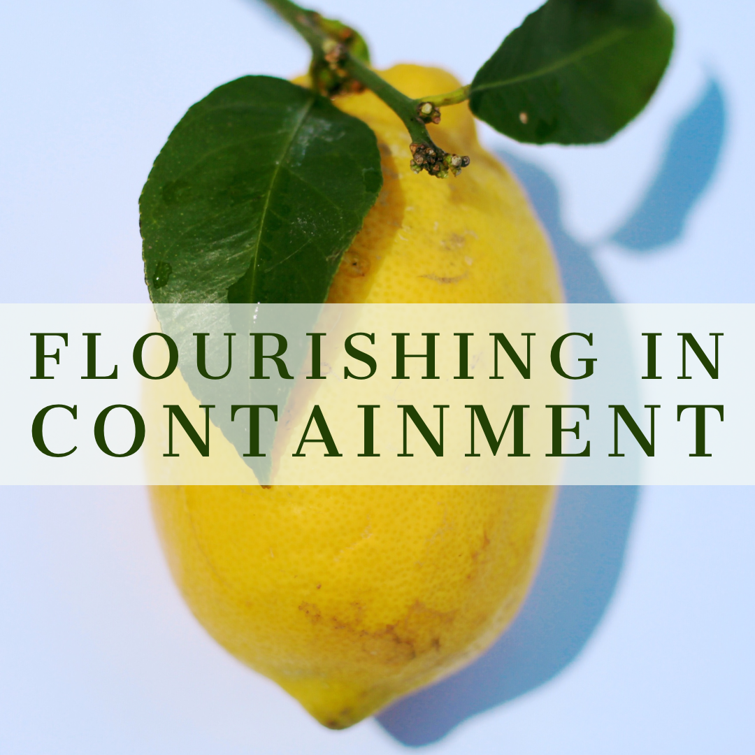 Flourishing in Containment :  A Lesson From My Lemon Tree During Coronavirus