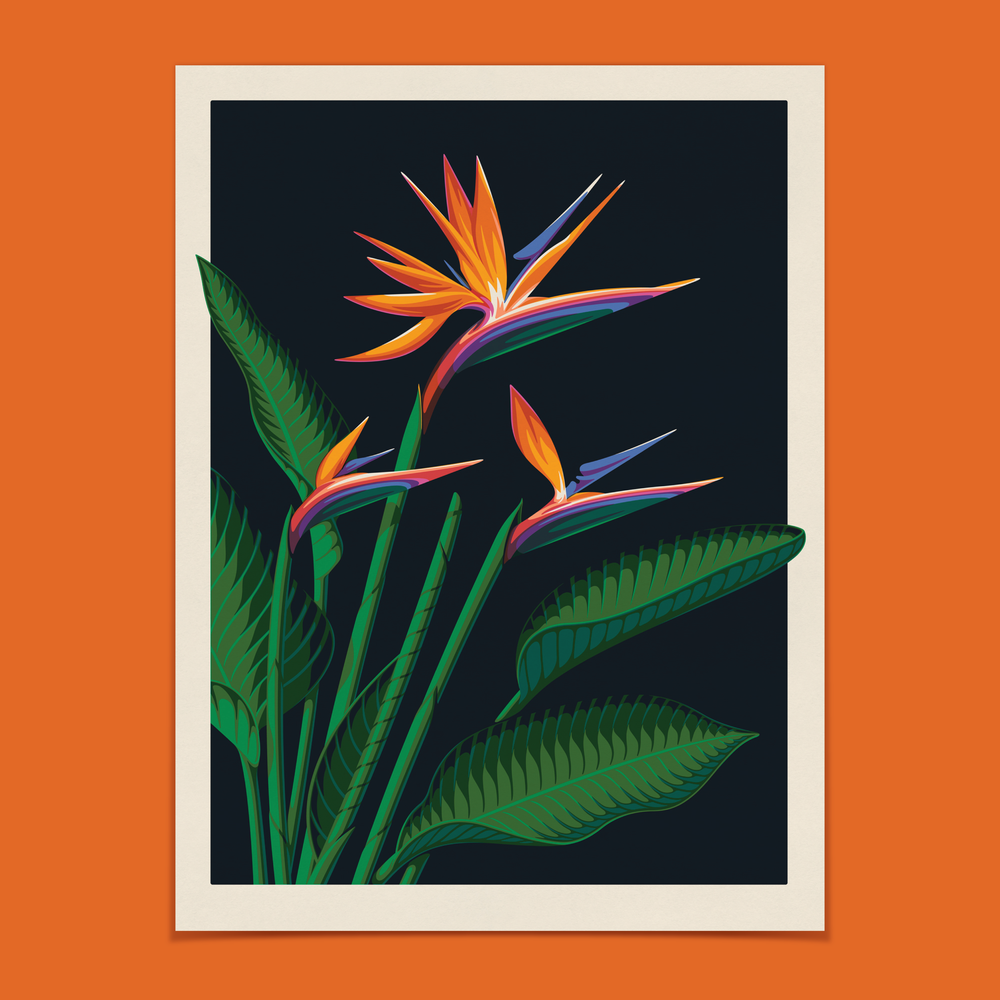 Bird of Paradise