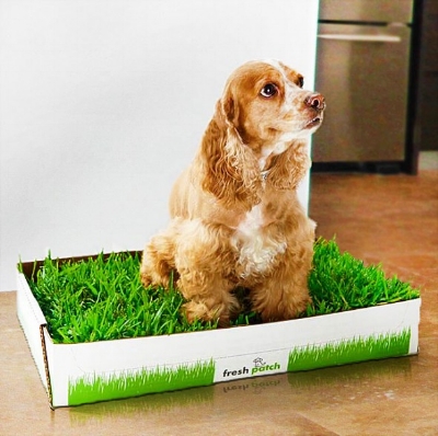 A dog using Fresh Patch in an appartment.