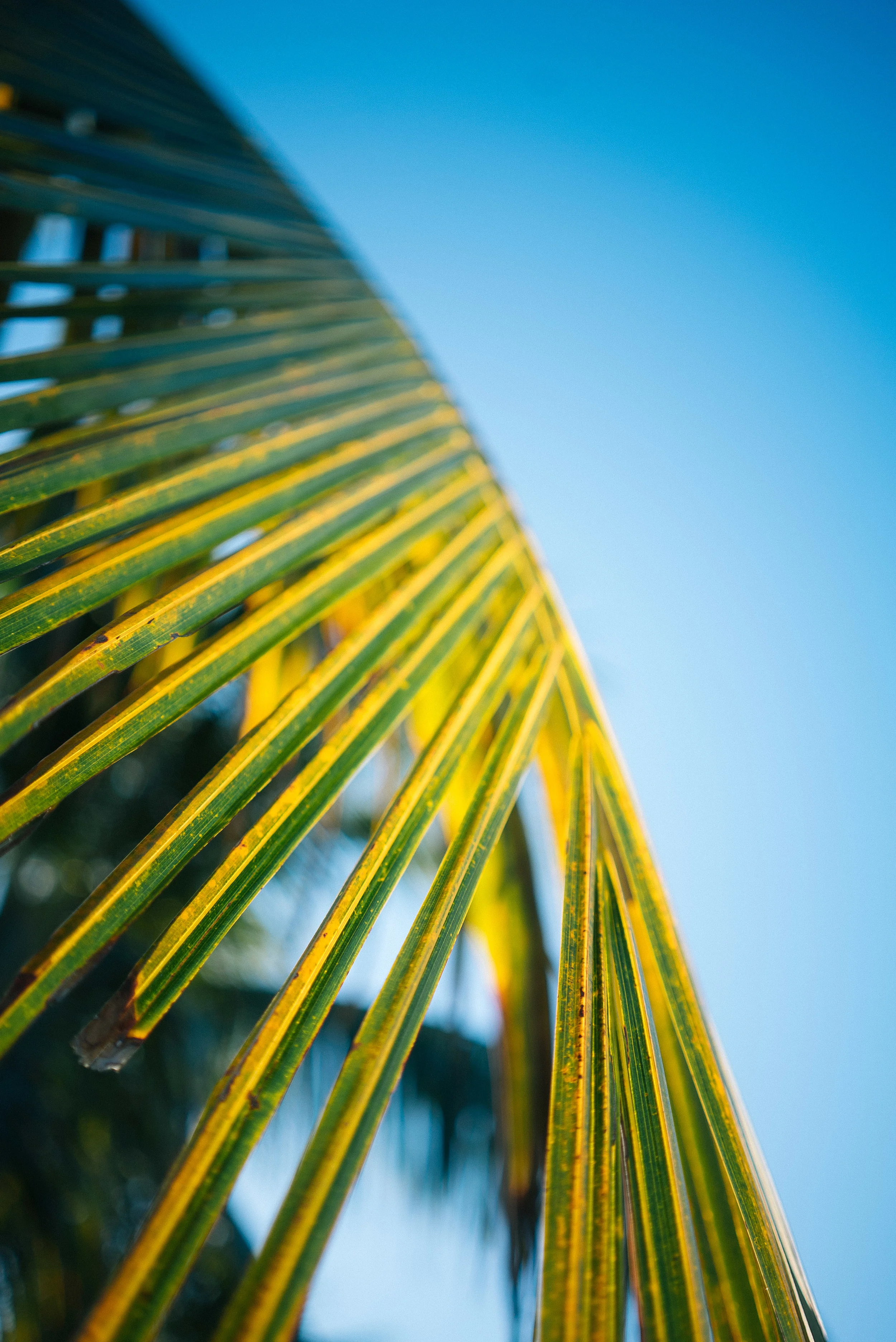 Cancun Wedding Video