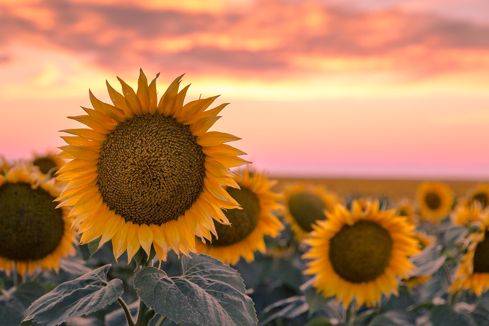 sunflowers in bloom with the sun setting (Copy)